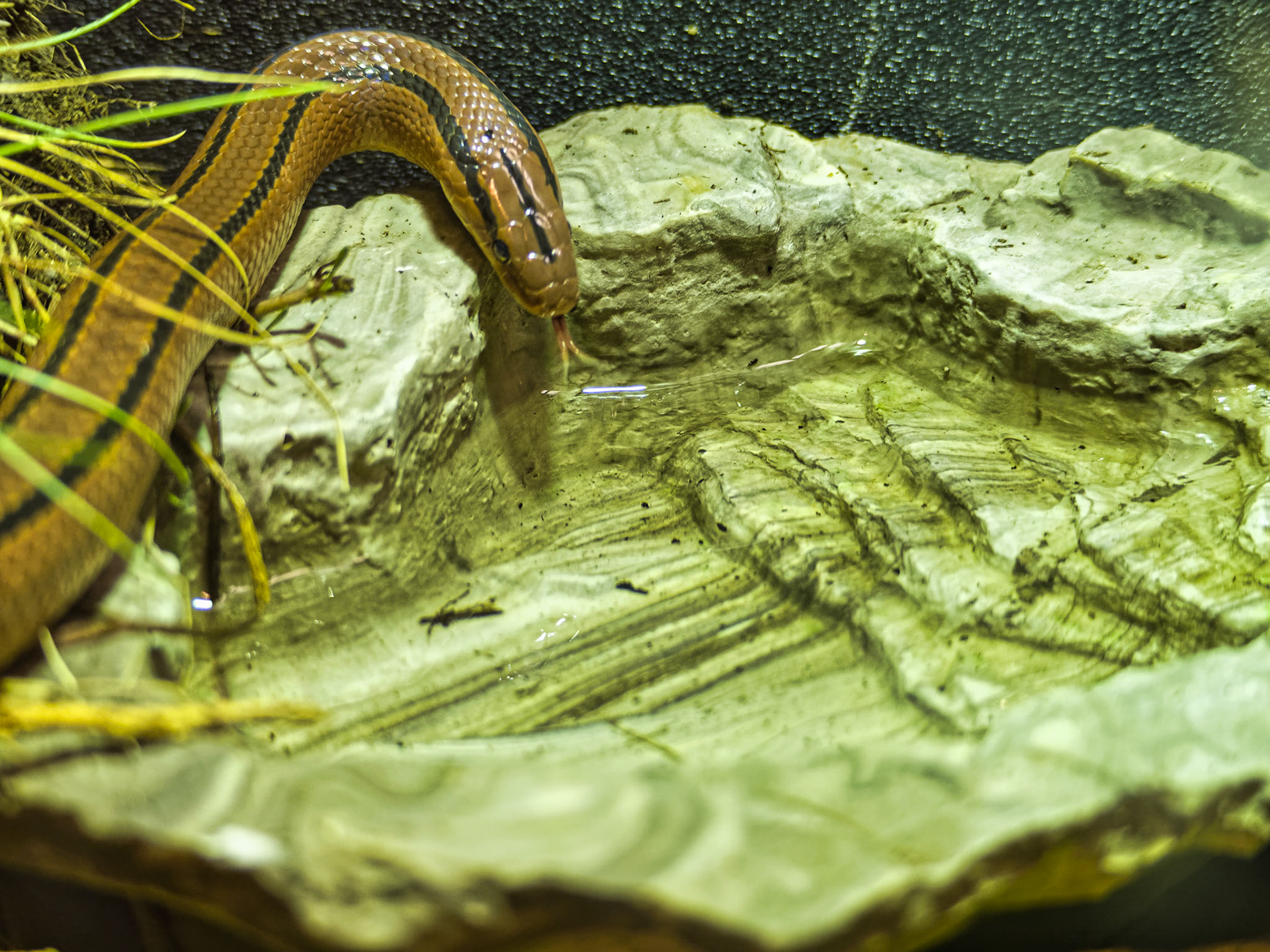 IL Brookfield Zoo 00017