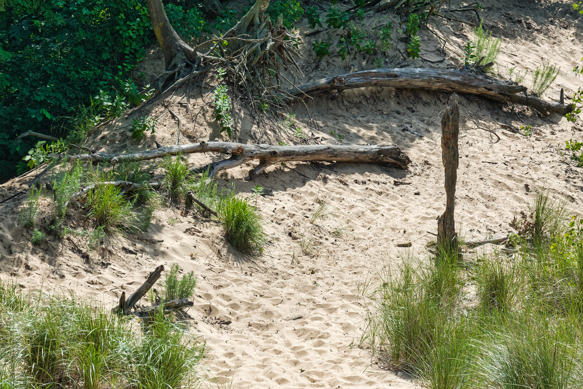 MI Dunes 00099