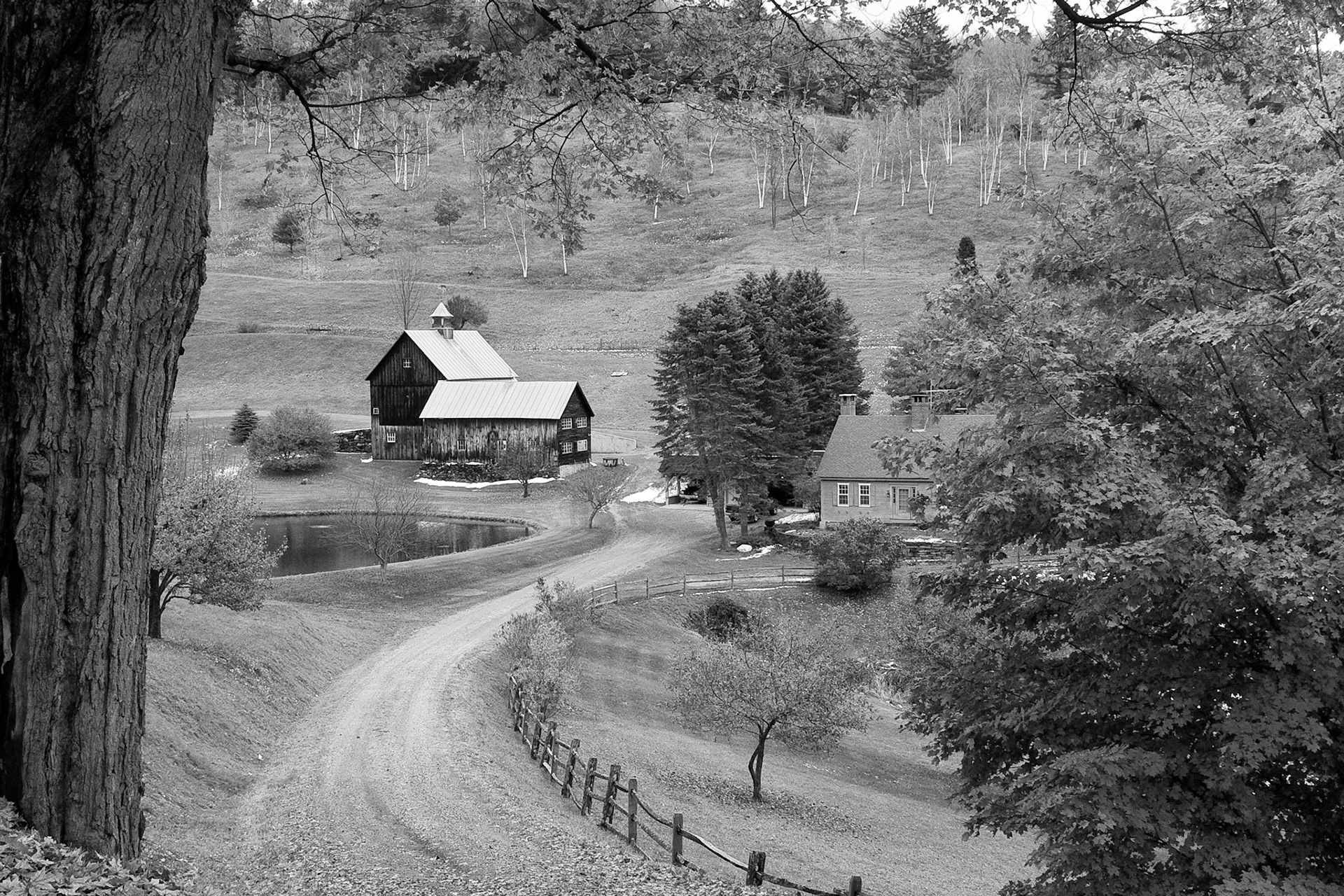 Black & White 00052