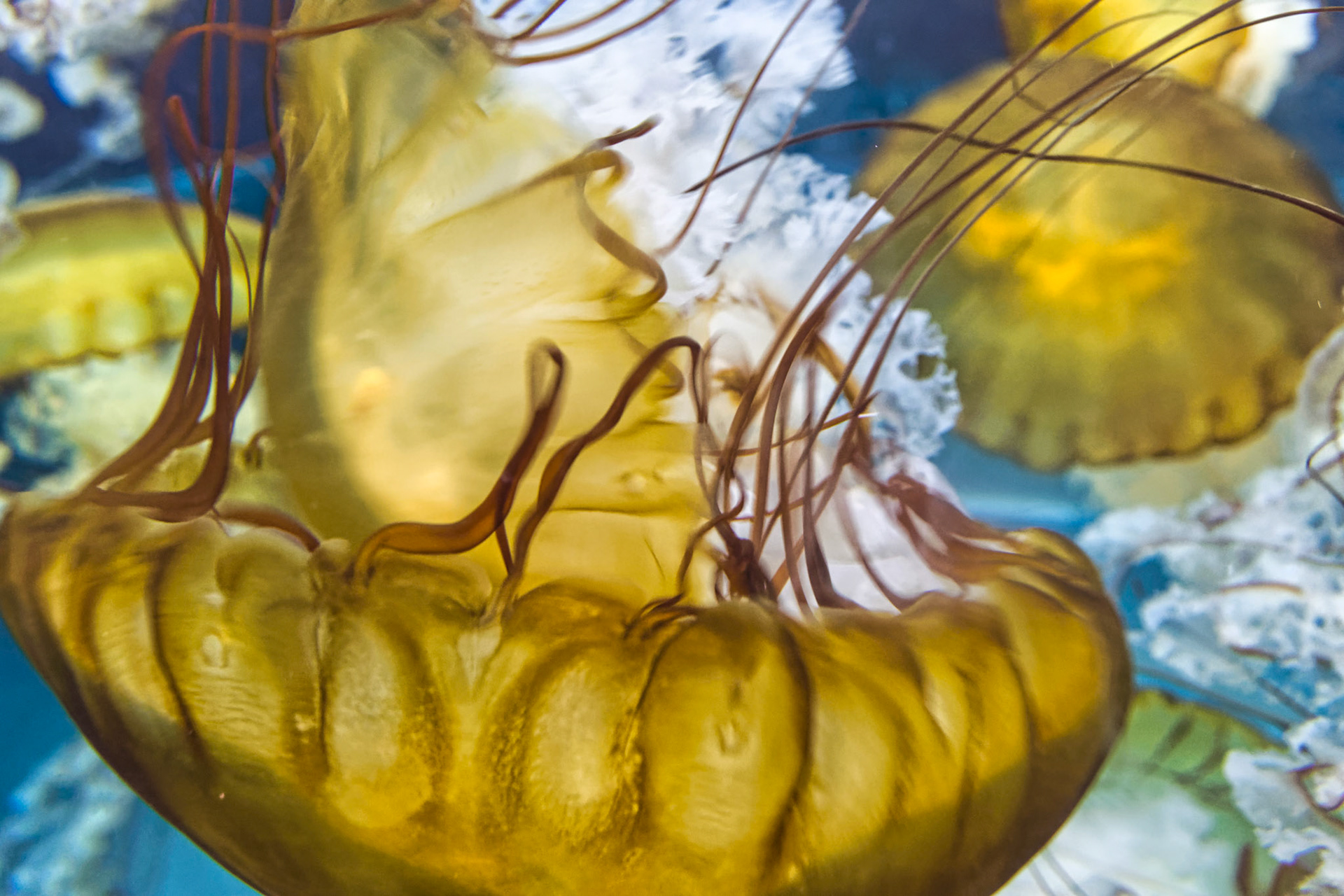 NJ Aquarium 00027
