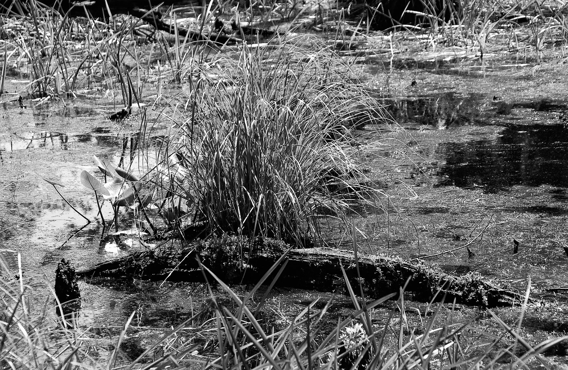 Black & White 00048
