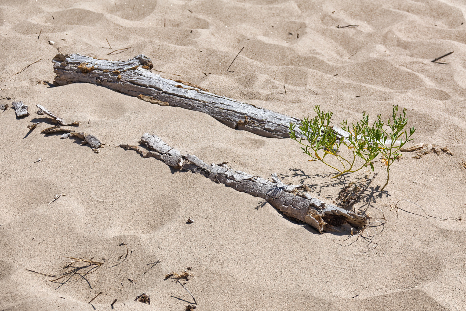 MI Dunes 00030