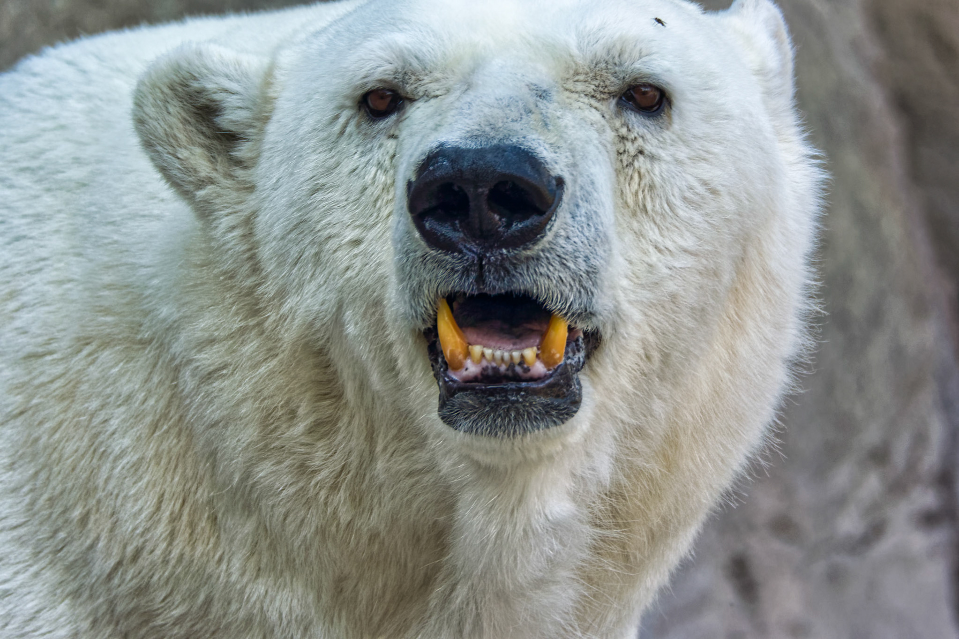 IN Zoo 00026