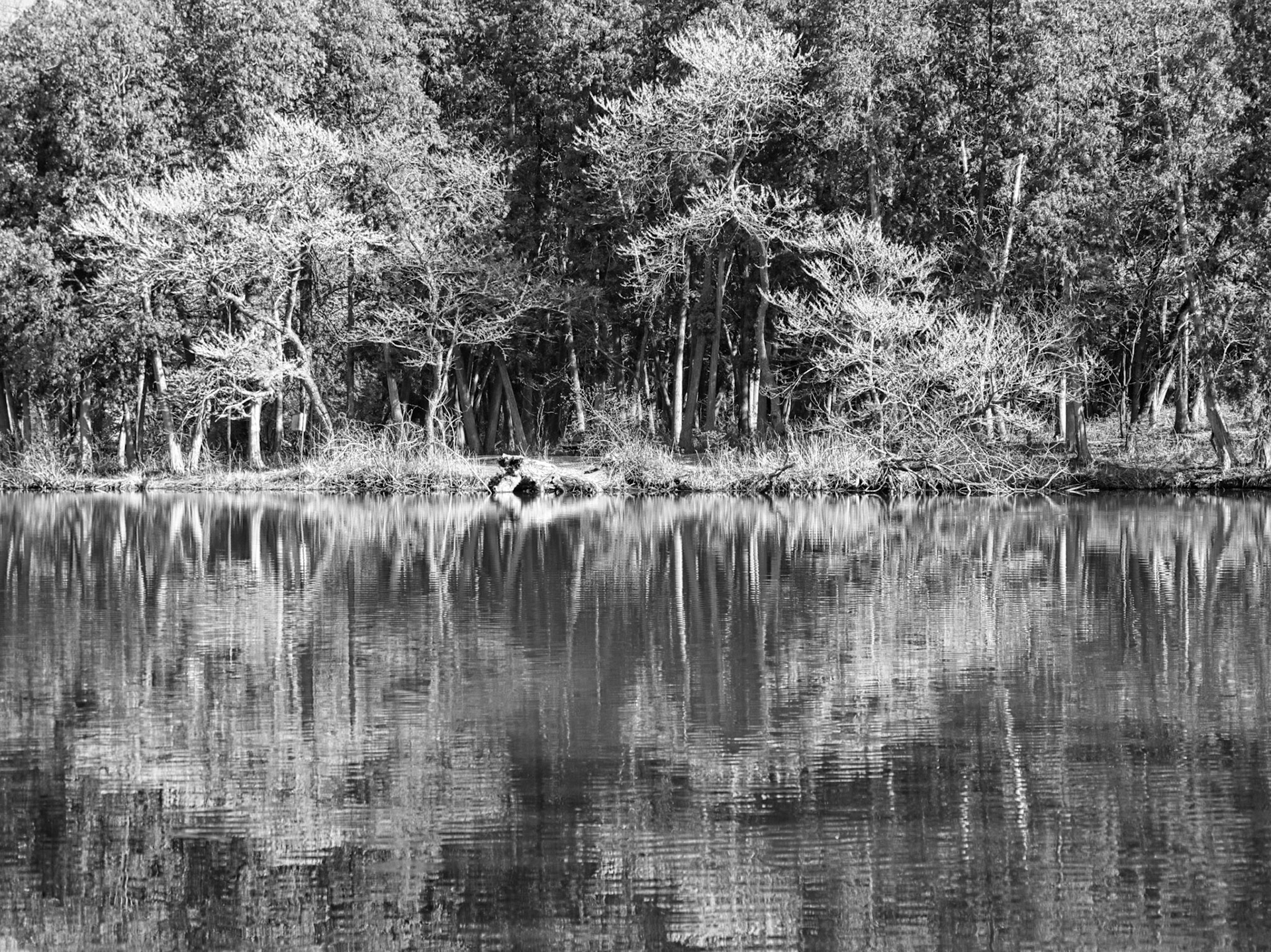 Black & White 00257