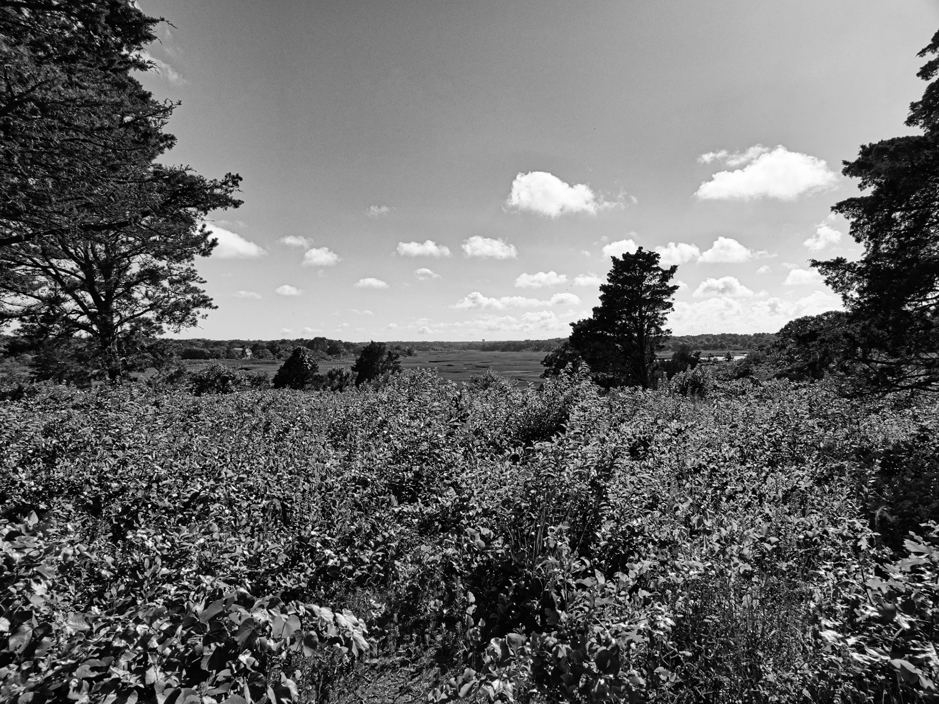 Black & White 00282