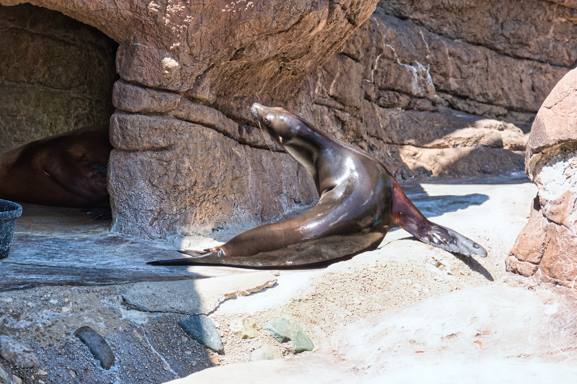 IN Zoo 00103