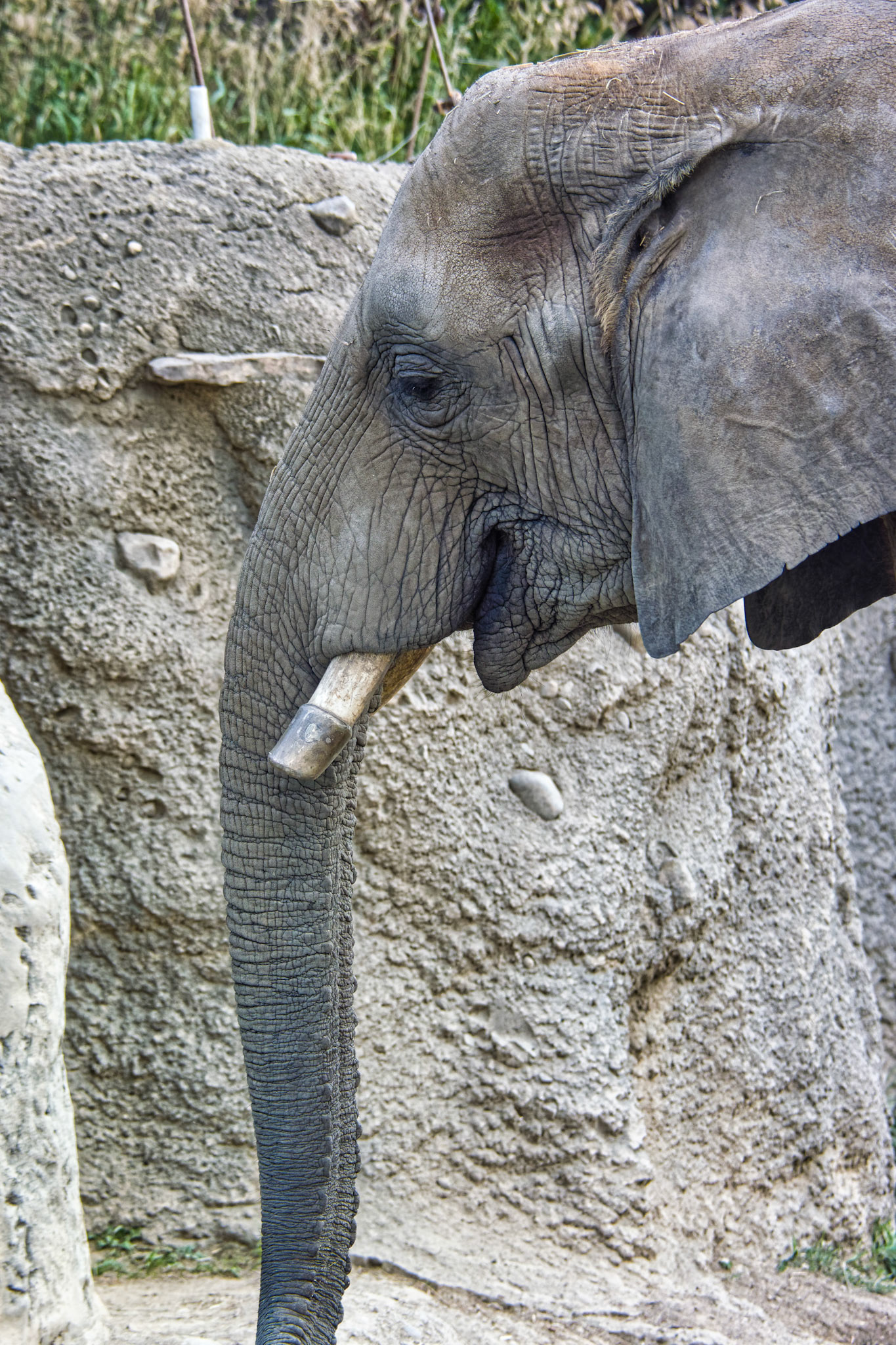 IN Zoo 00090