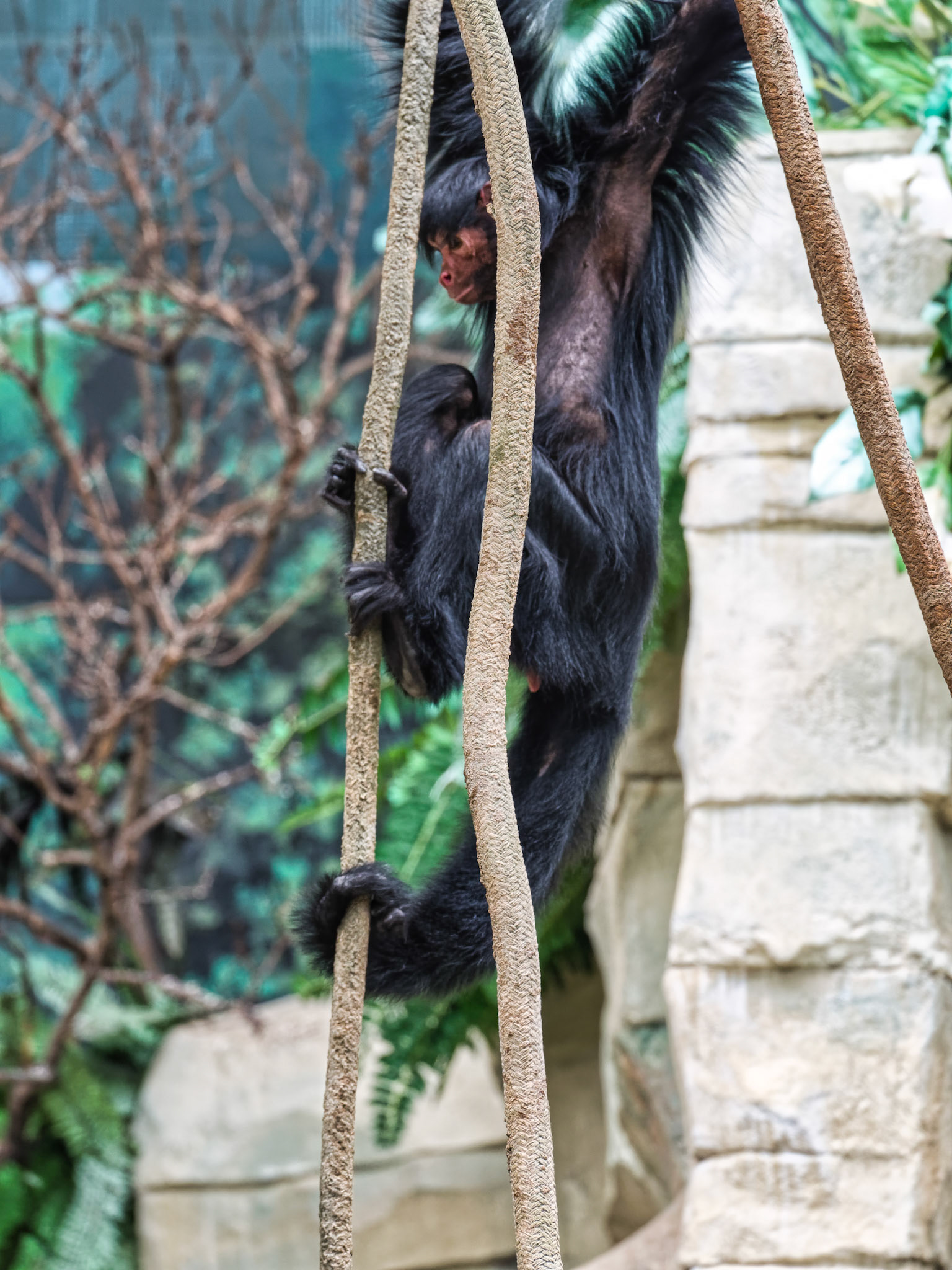 IL Brookfield Zoo 00005
