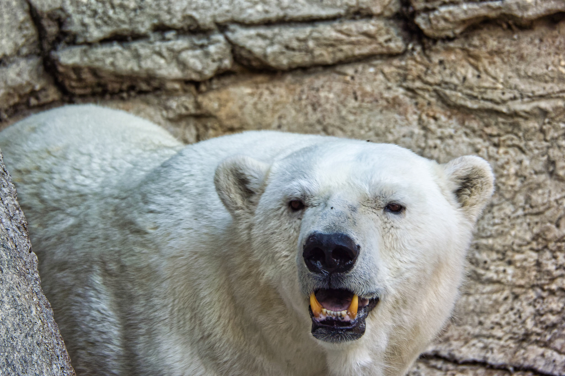 IN Zoo 00017