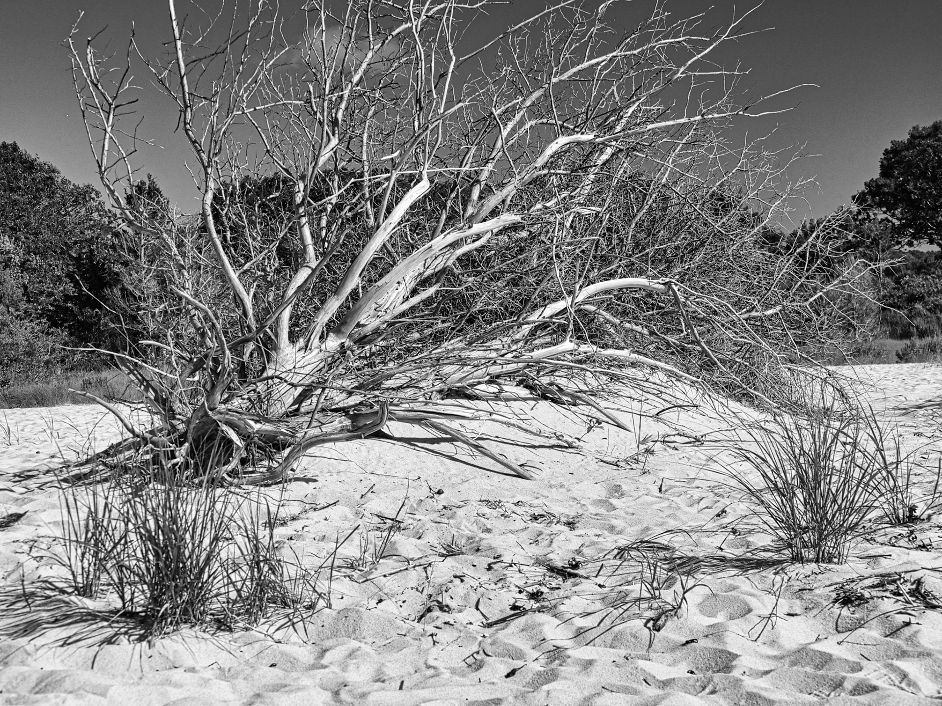 Black & White 00280