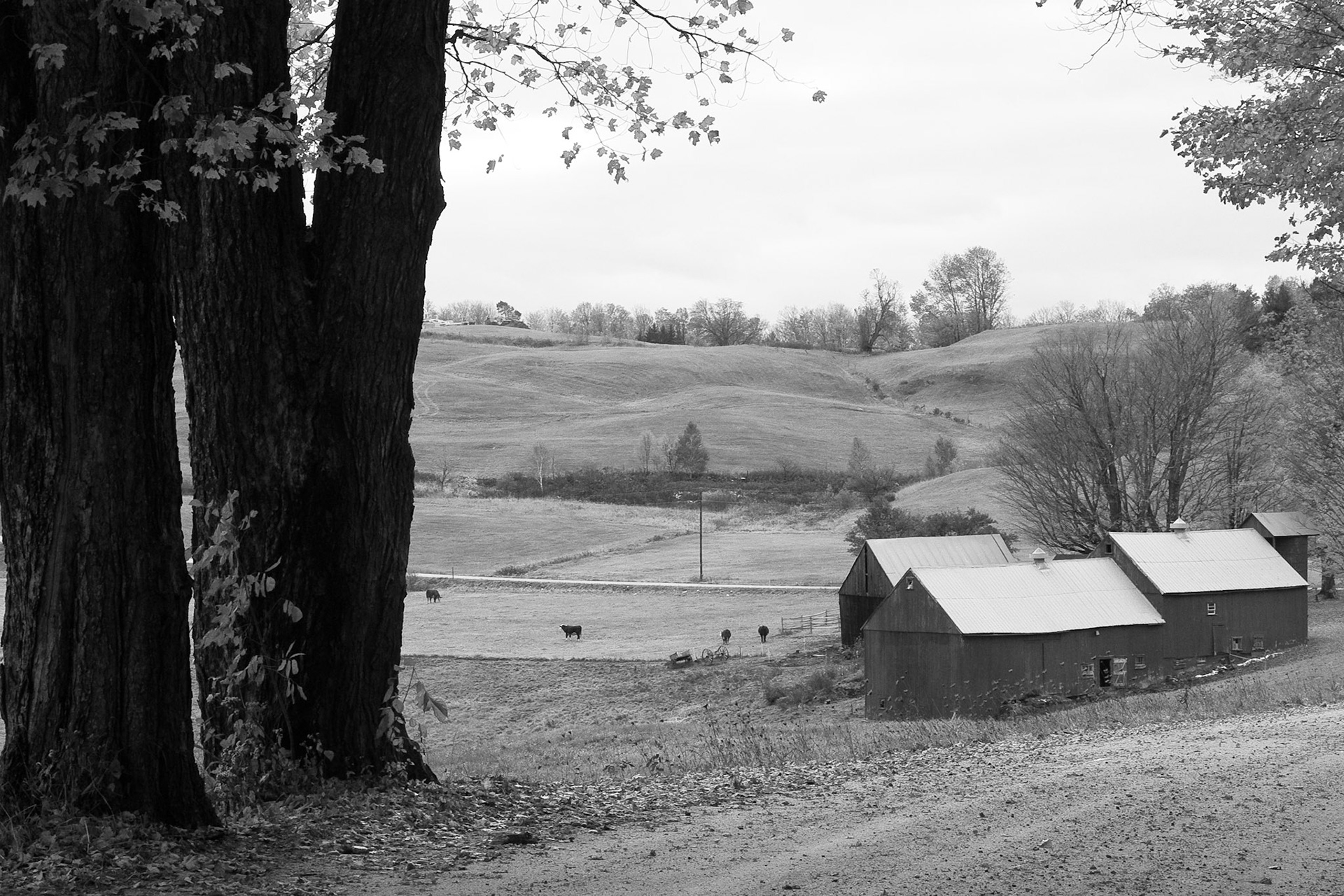 Black & White 00053
