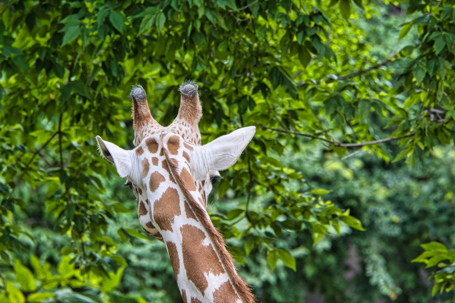 IN Zoo 00035