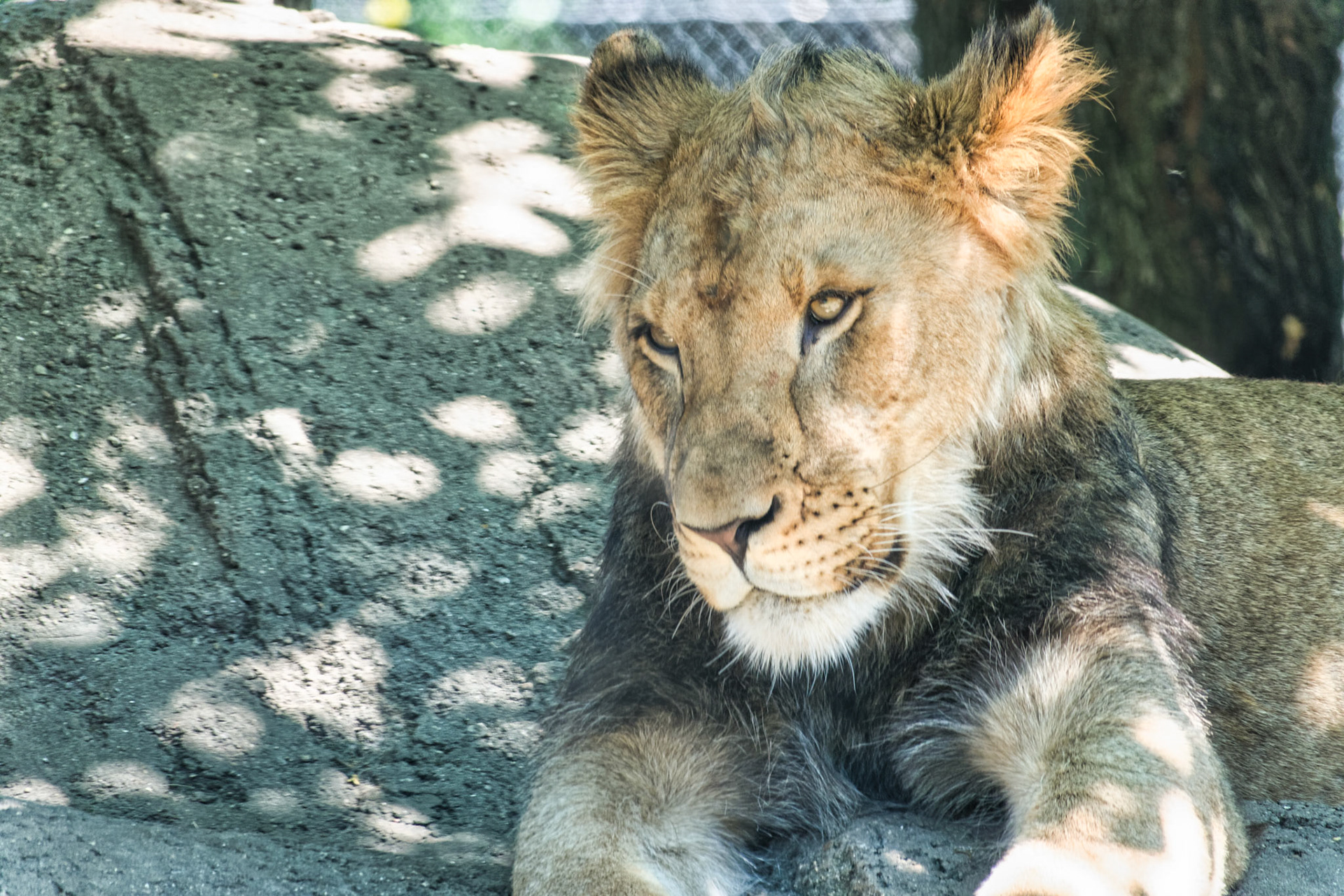 IN Zoo 00185