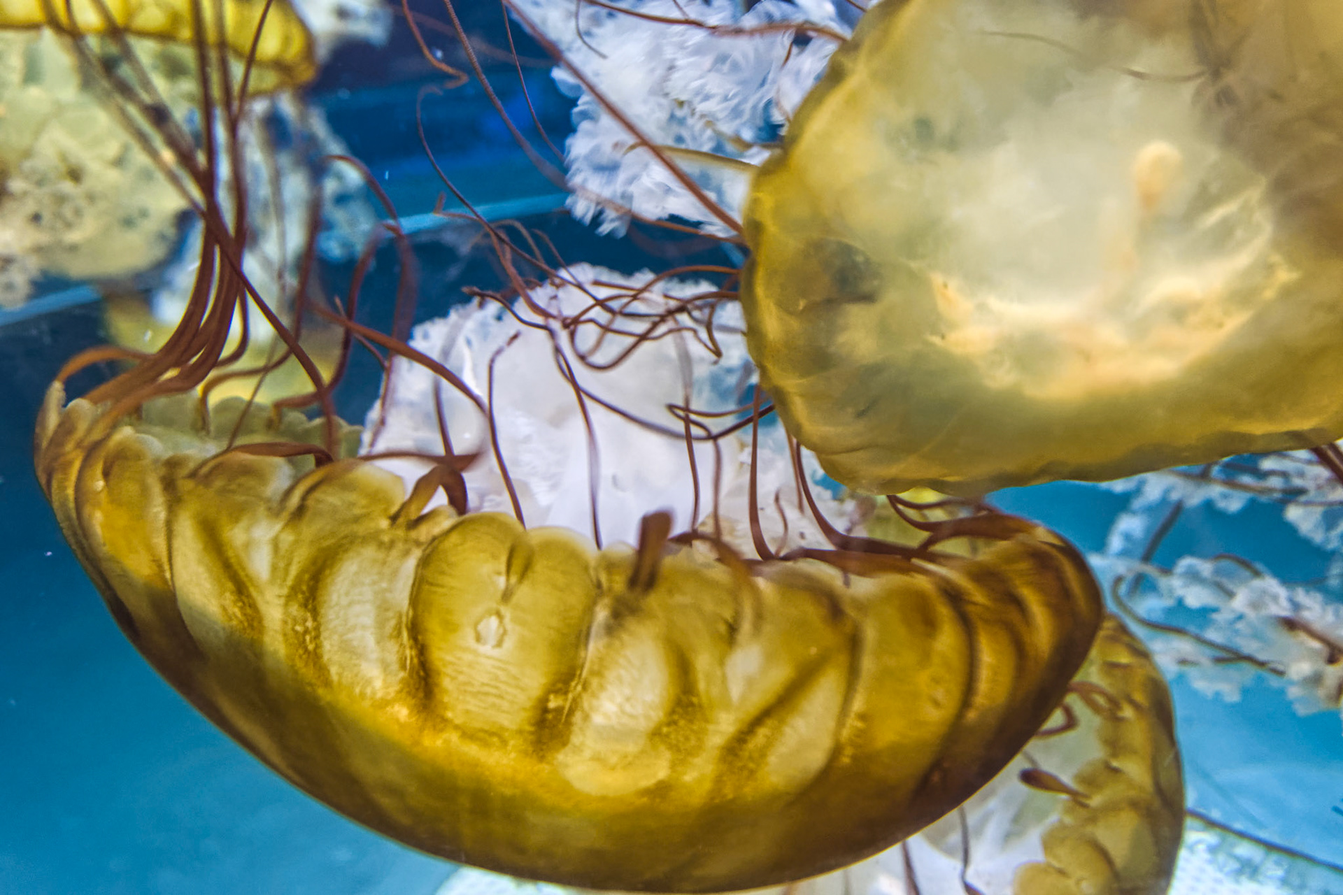 NJ Aquarium 00025