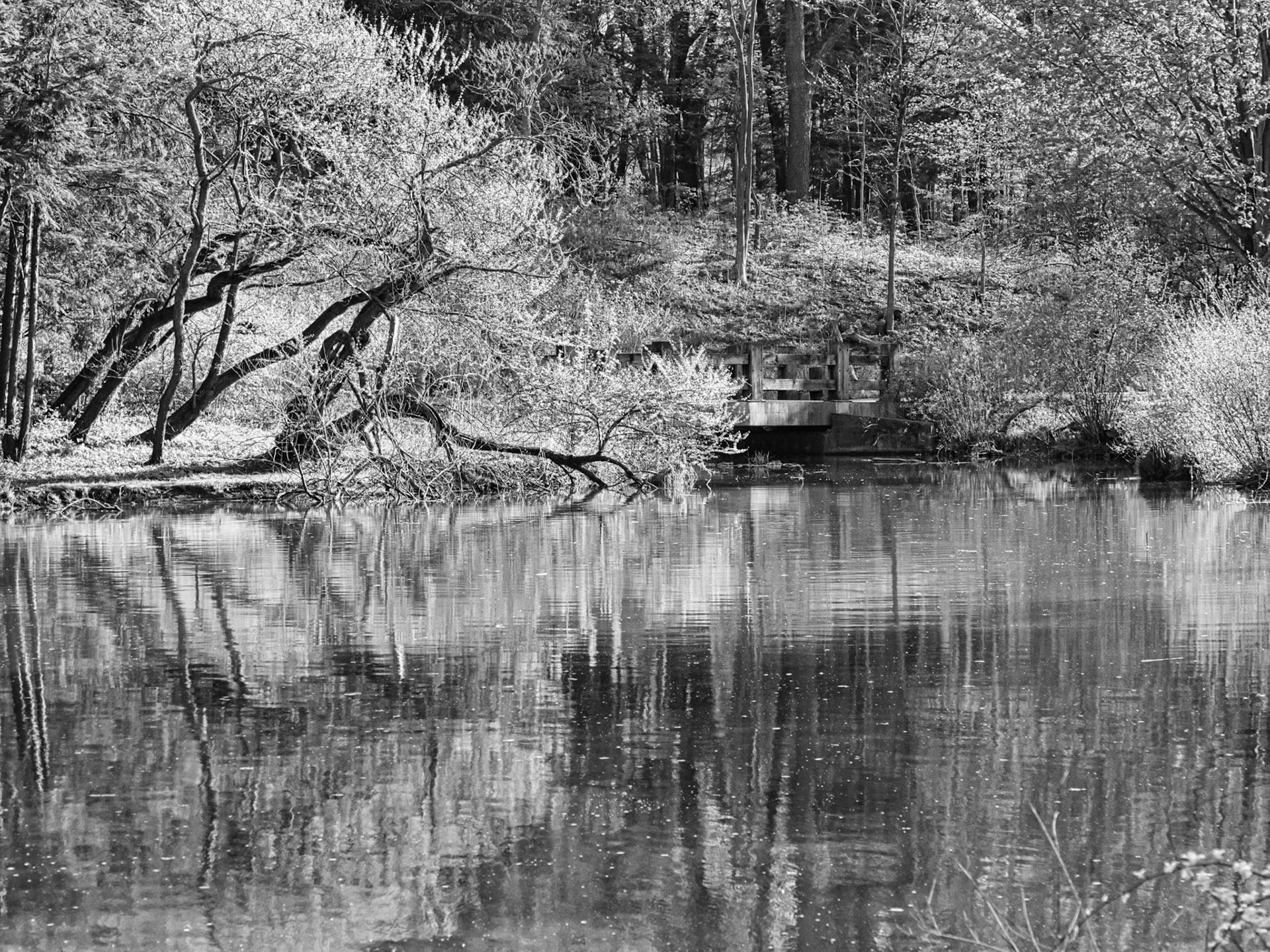 Black & White 00269