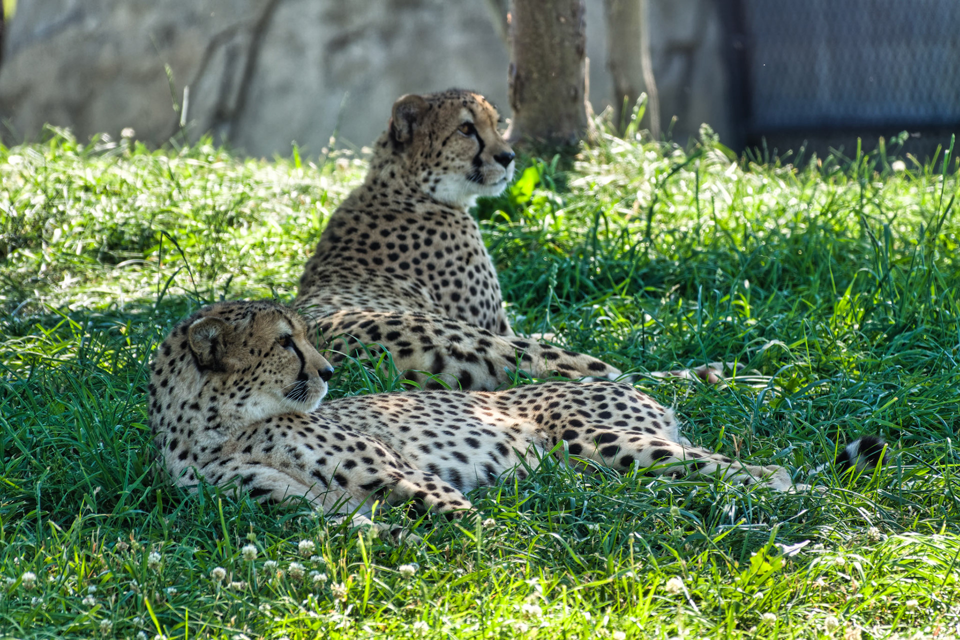 IN Zoo 00195