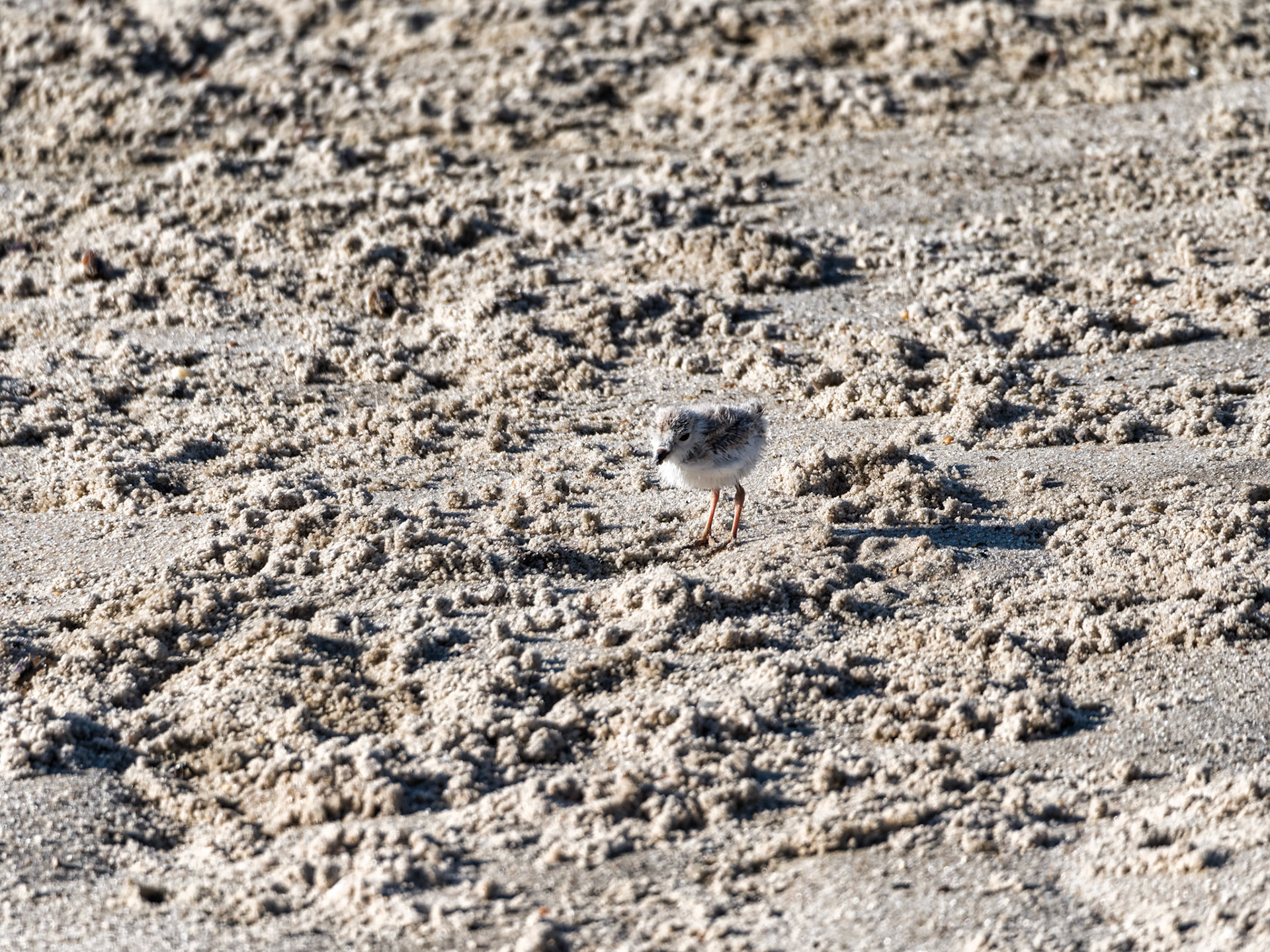 MA Cape Cod Birds 00026