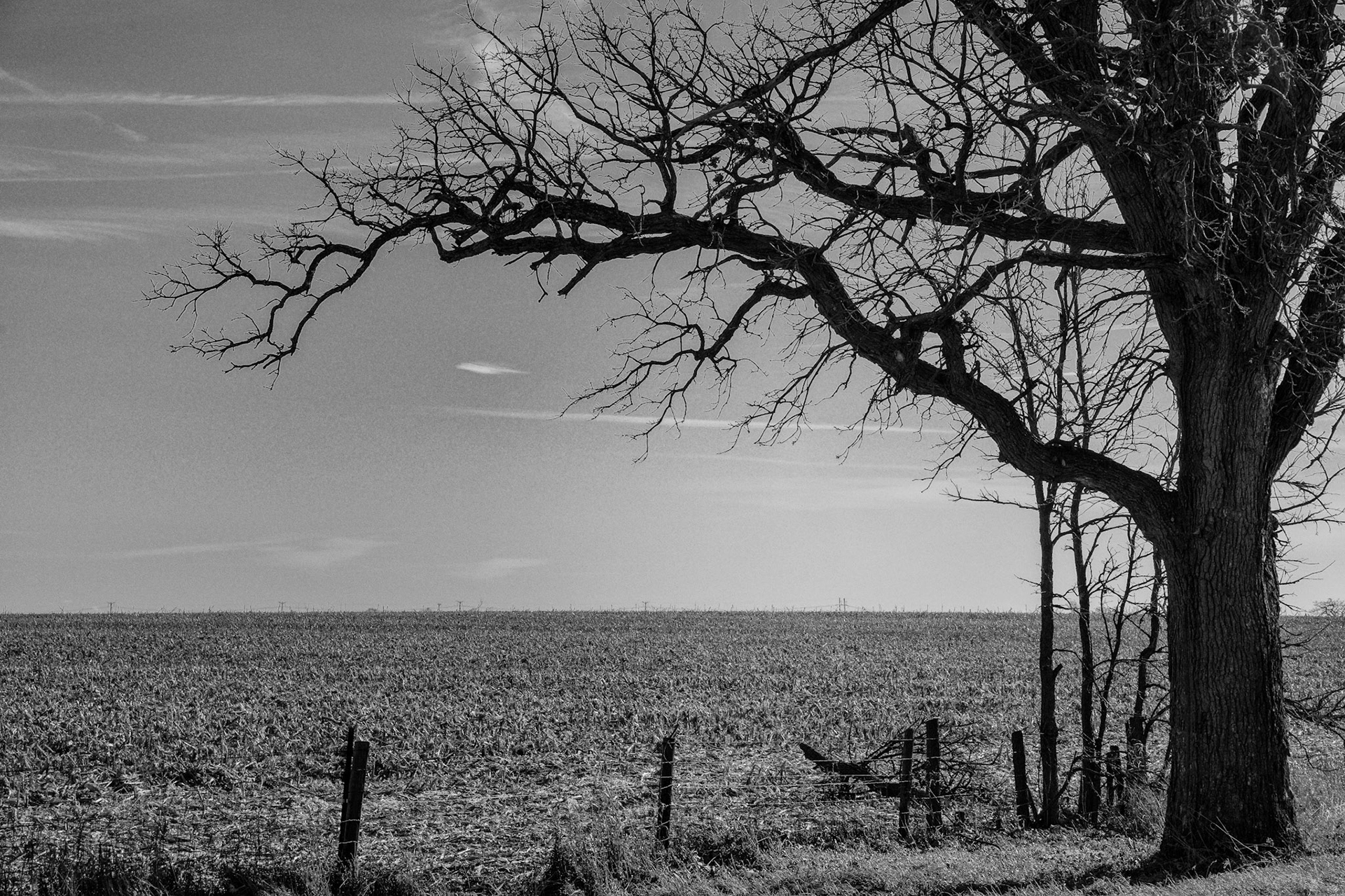 Black & White 00089