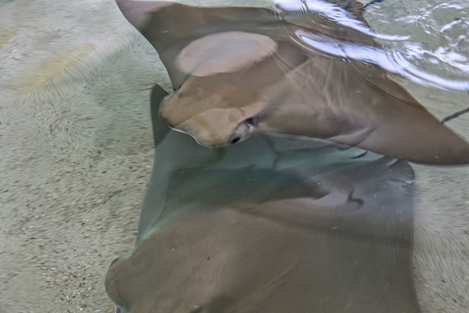 IL Shedd Aquarium 00022