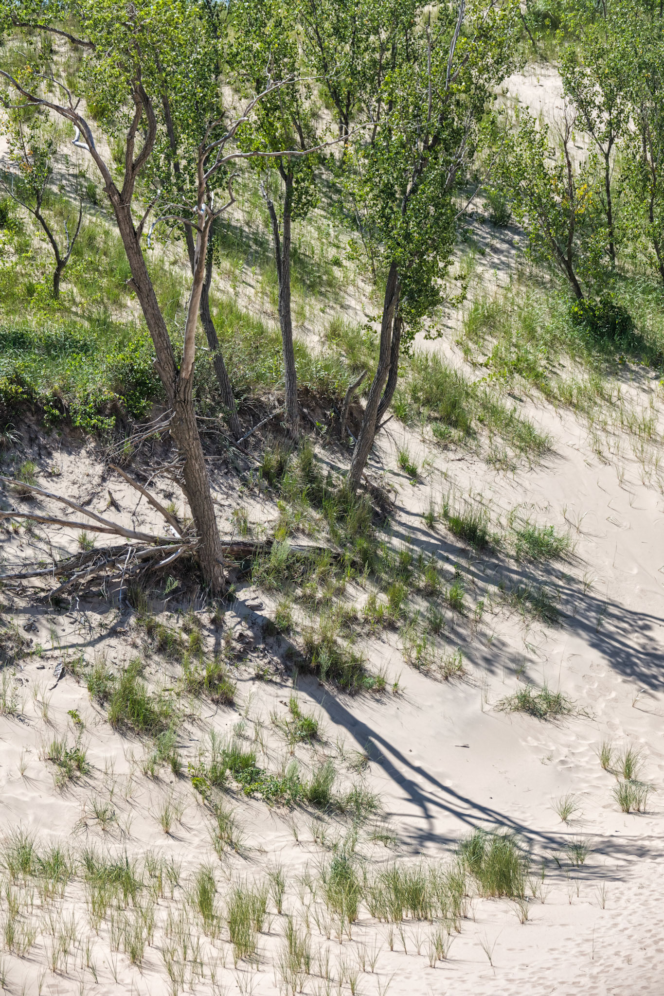 MI Dunes 00037