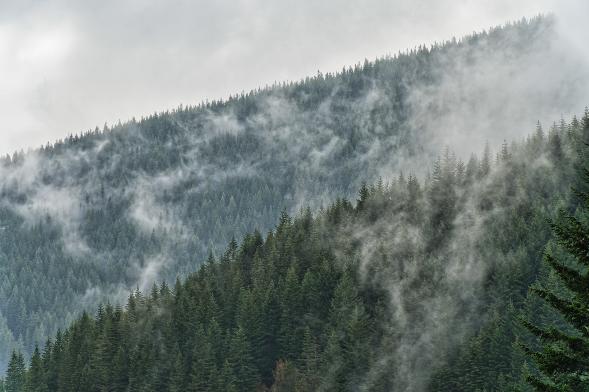OR Mt Hood 00009