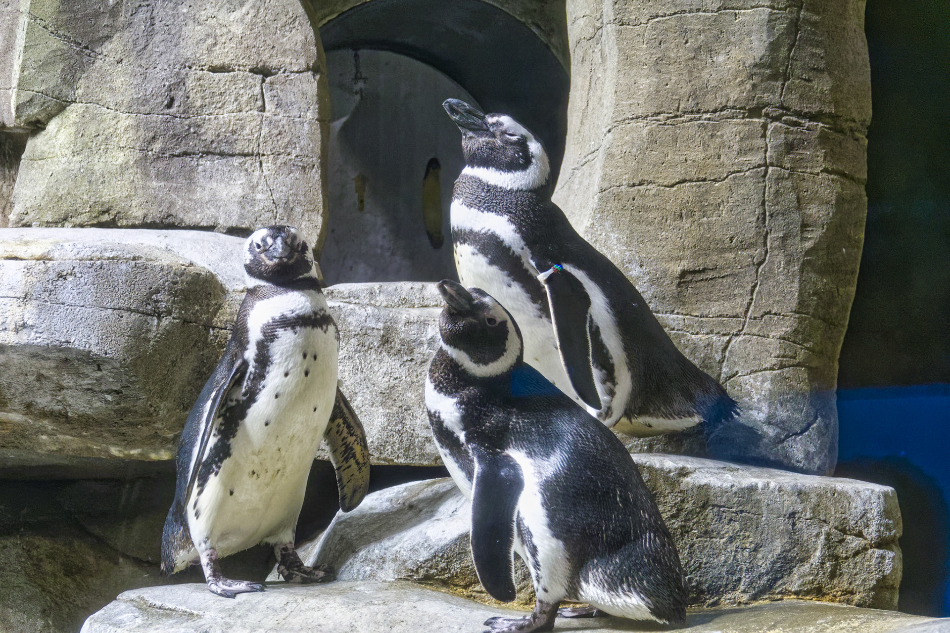 IL Shedd Aquarium 00015