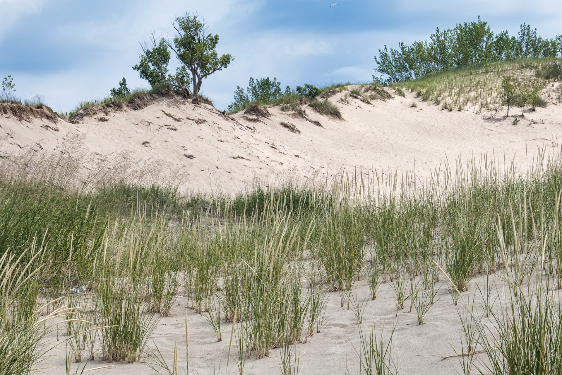 MI Dunes 00018