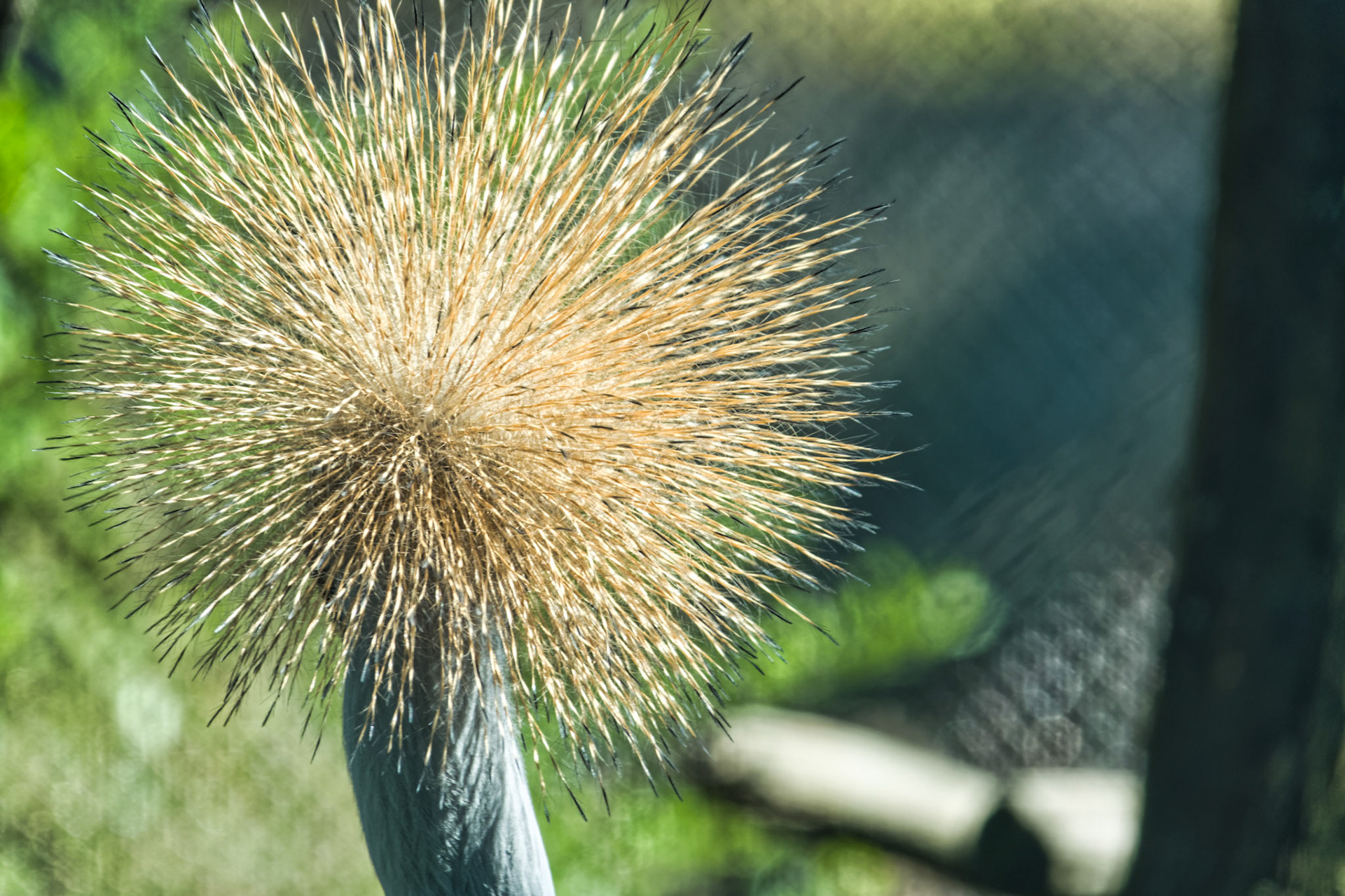 IN Zoo 00197
