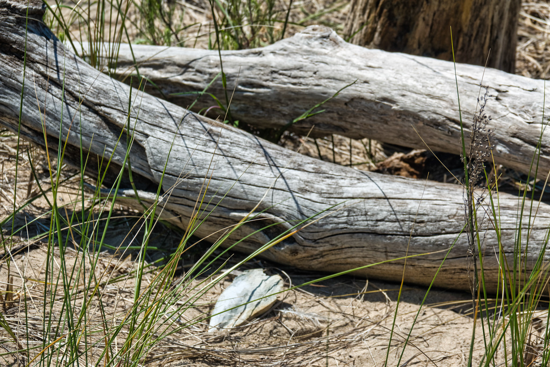 MI Dunes 00076