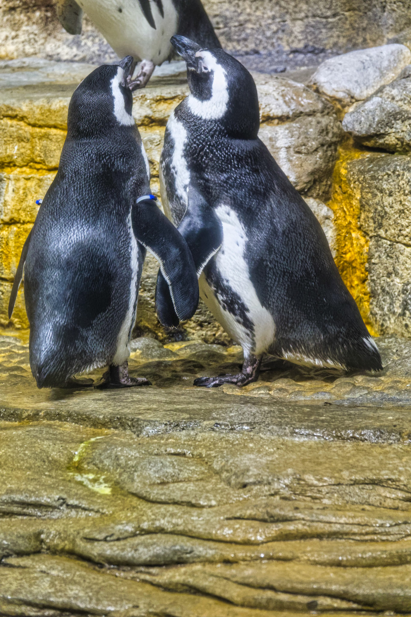 IL Shedd Aquarium 00017