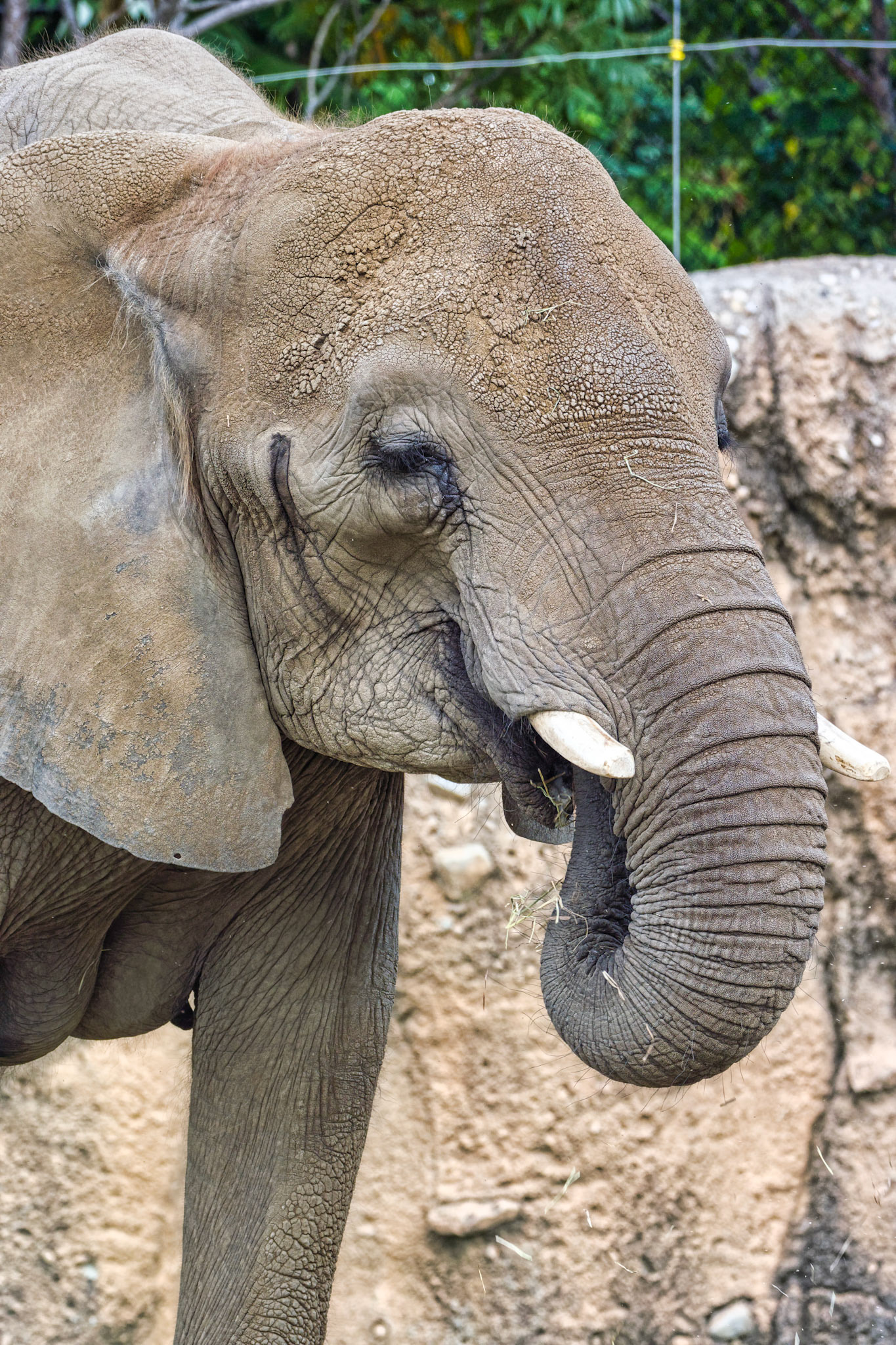 IN Zoo 00095