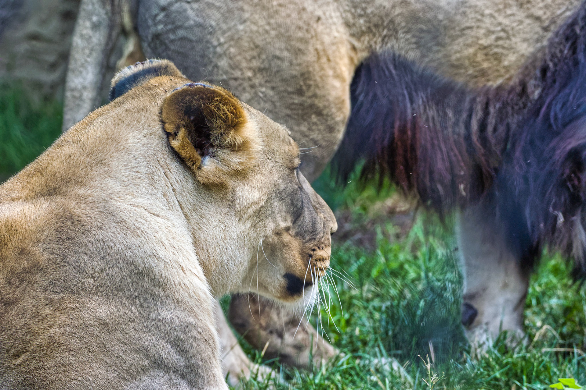 IN Zoo 00041