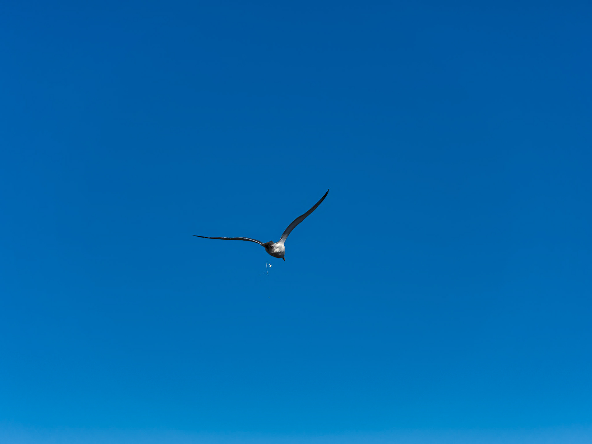 MA Cape Cod Birds 00034