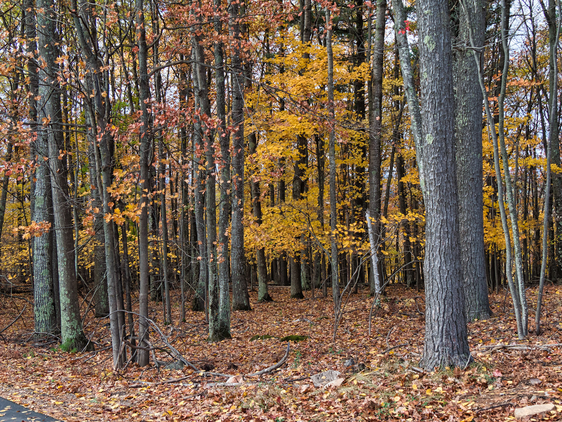 WI Fence 00033