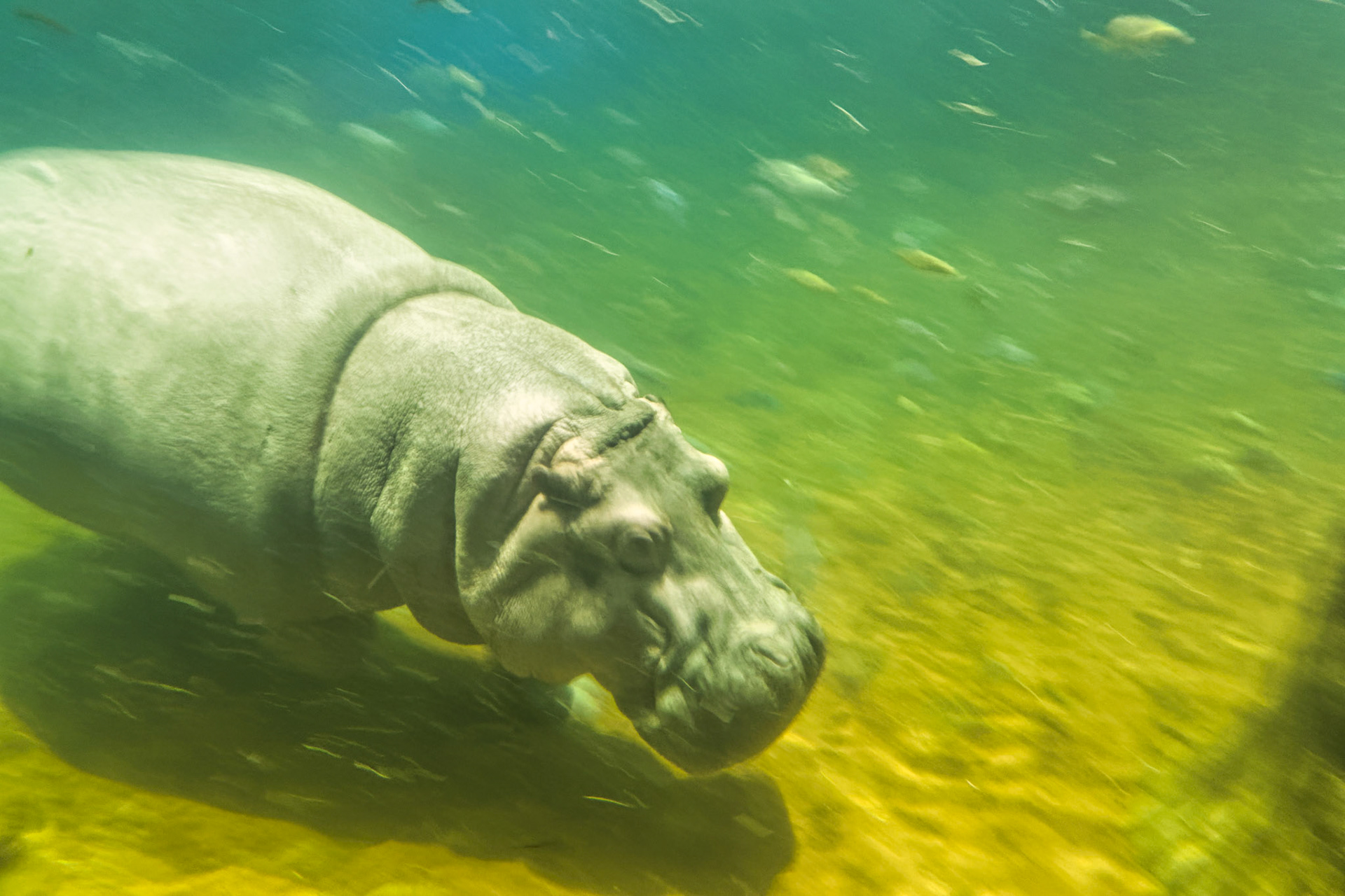 NJ Aquarium 00018