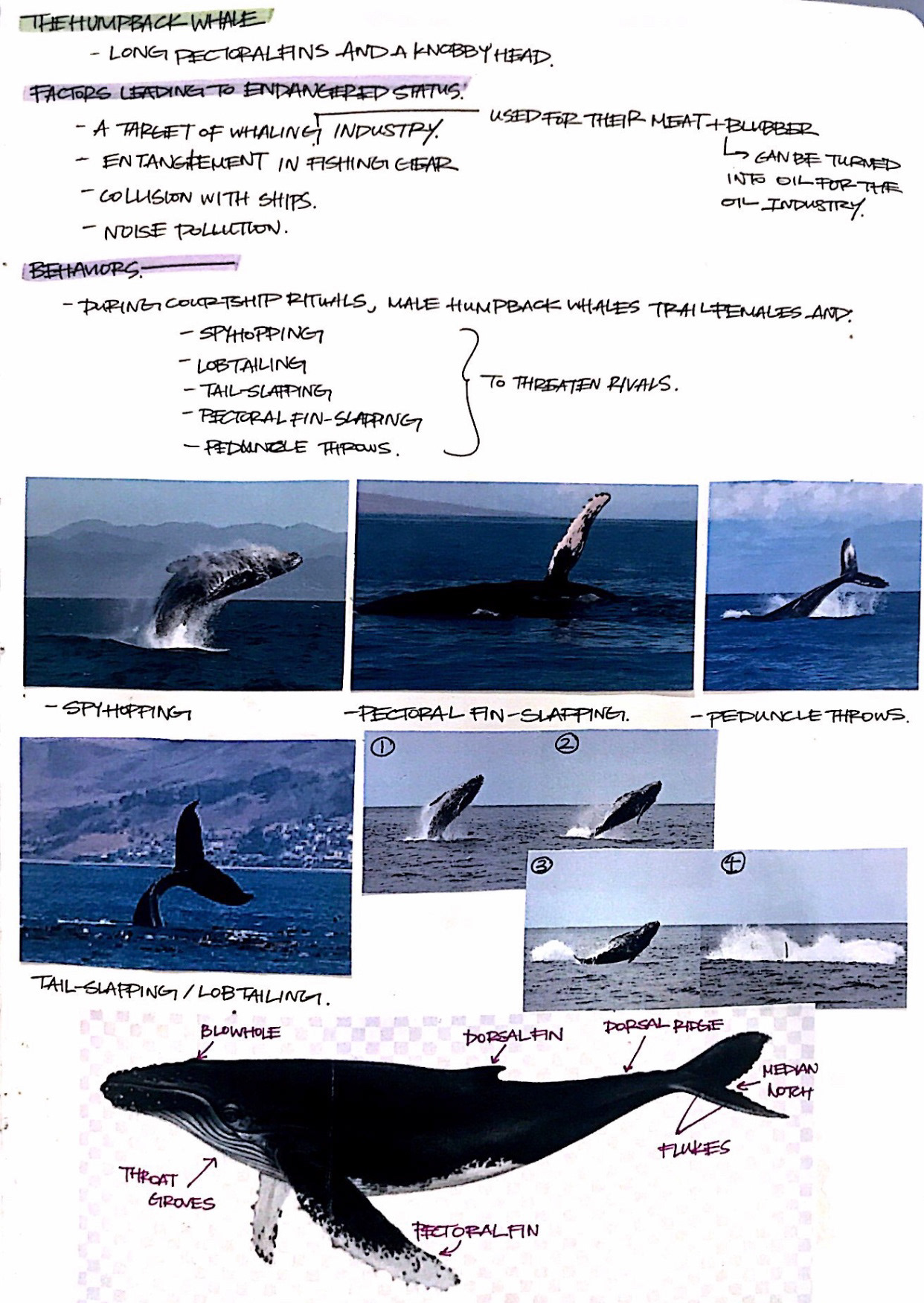 SKETCHBOOK PAGE- GENERAL WHALE MOVEMENT
