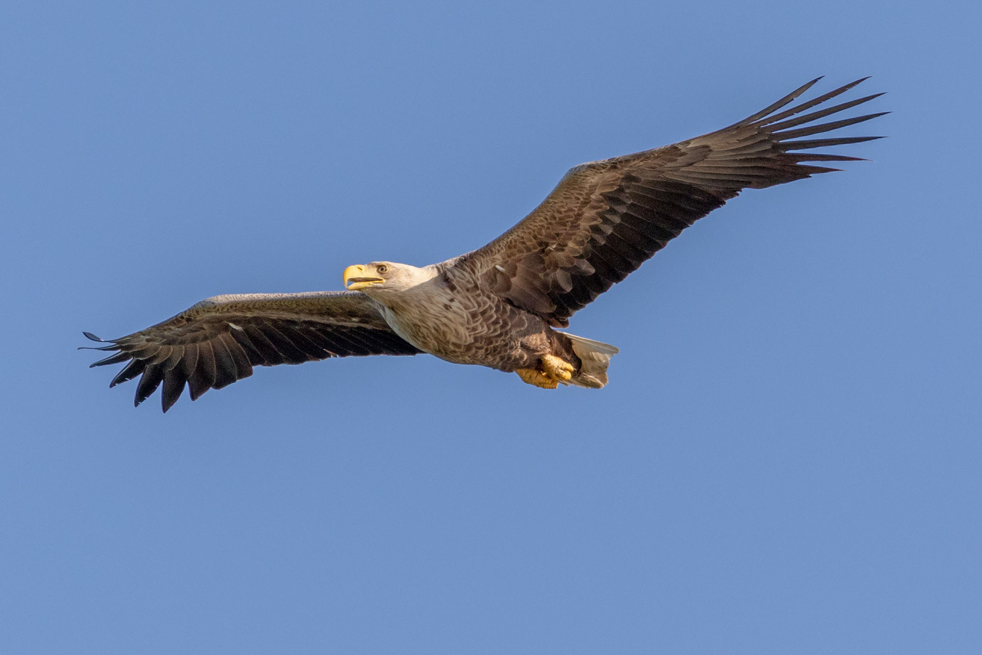 White tailed Sea Eagle / Jūrinis erelis