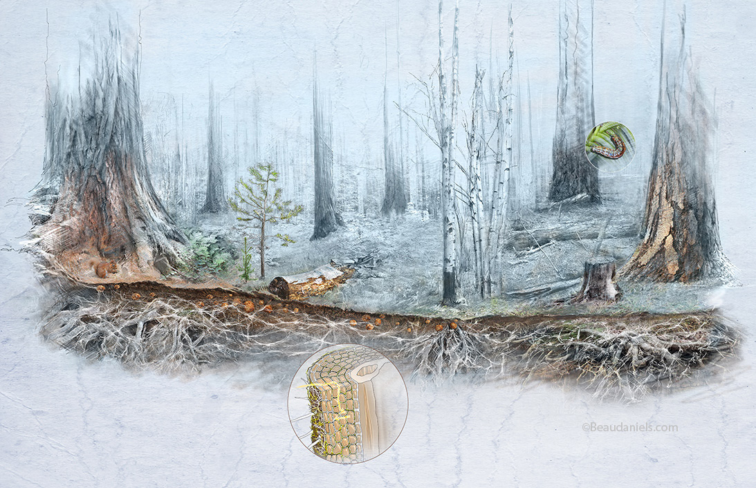 Progress of the illustration for Talking Trees