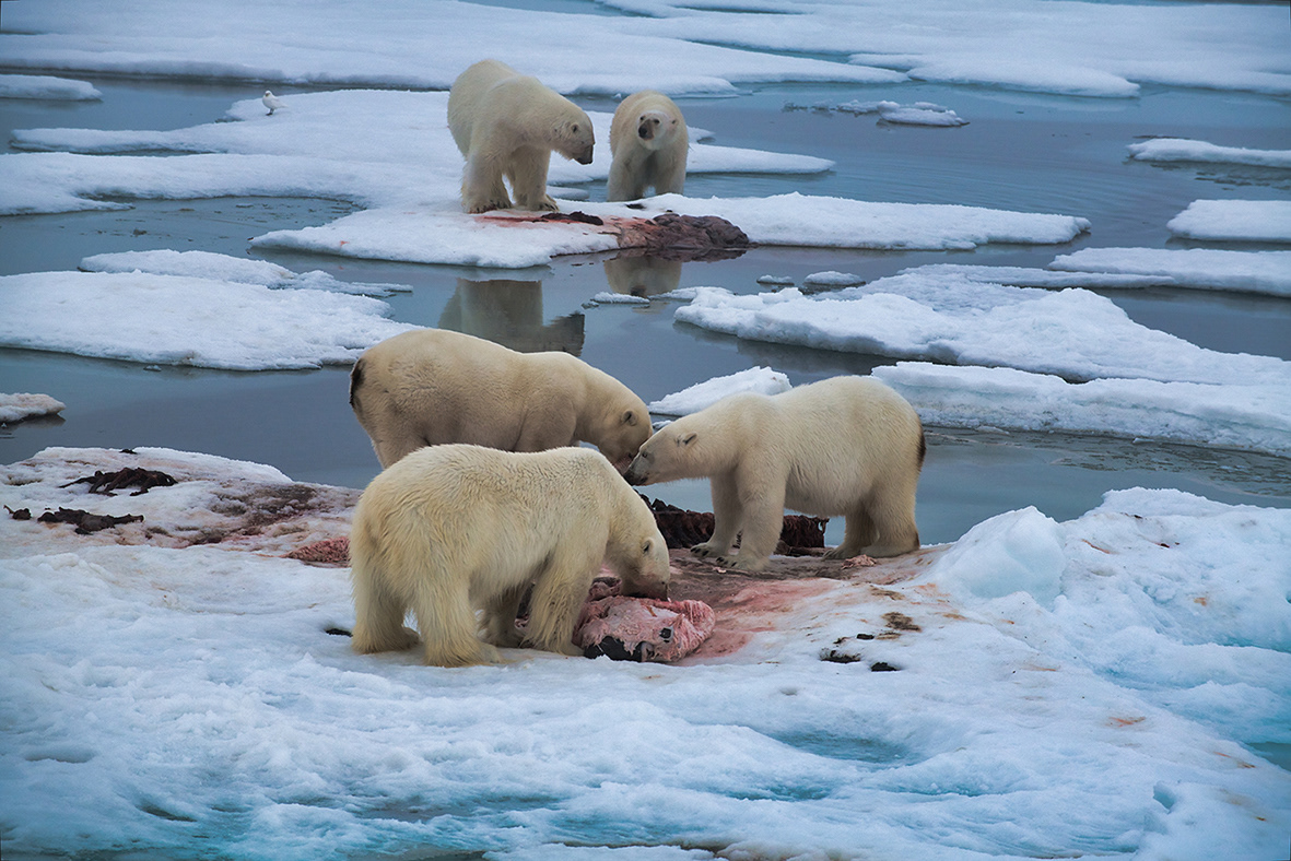 Detay Michel And Anne-marie's Portfolio - Polar Bear