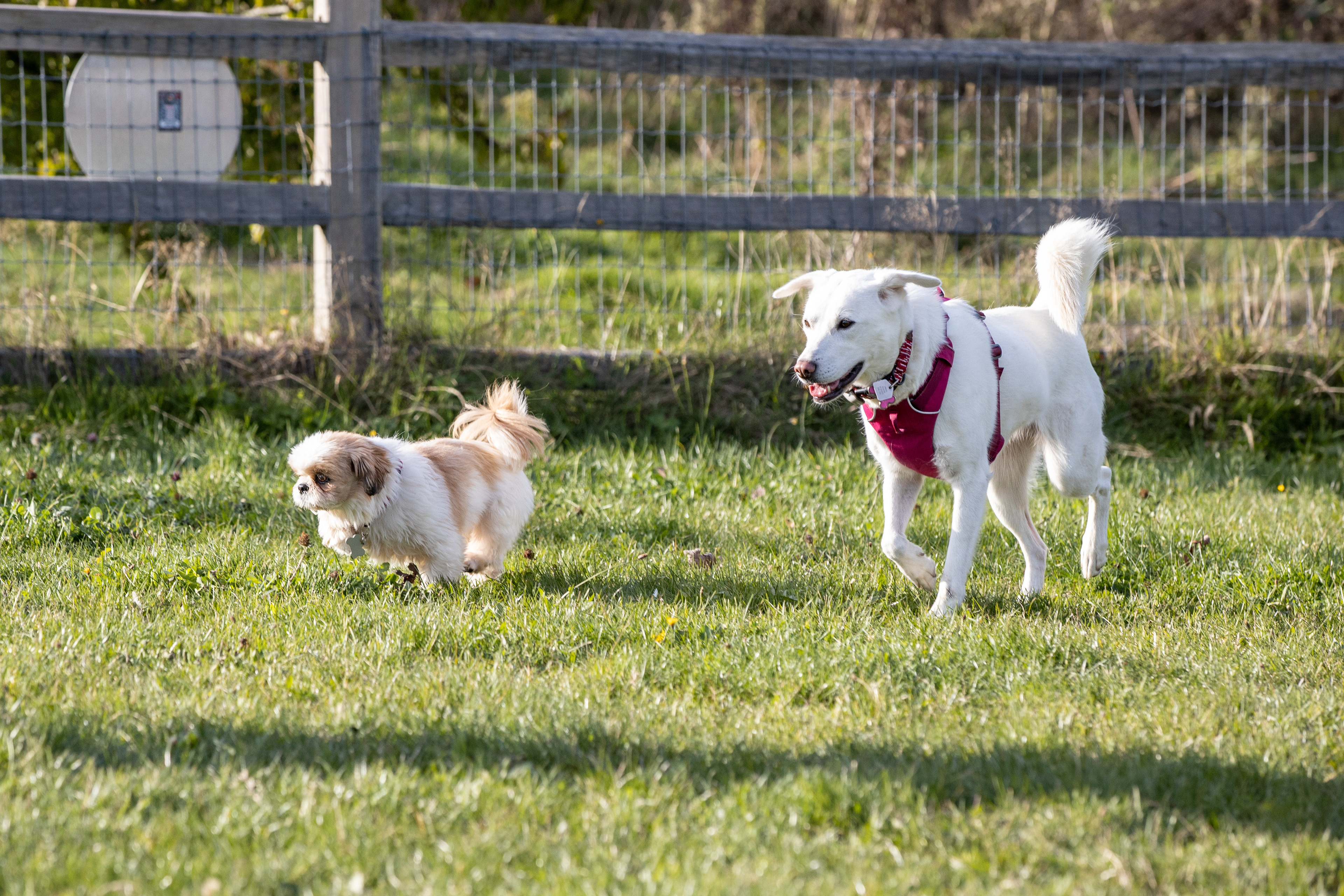 Kimchi and Chip running together // New Brighton Park // Vancouver, BC