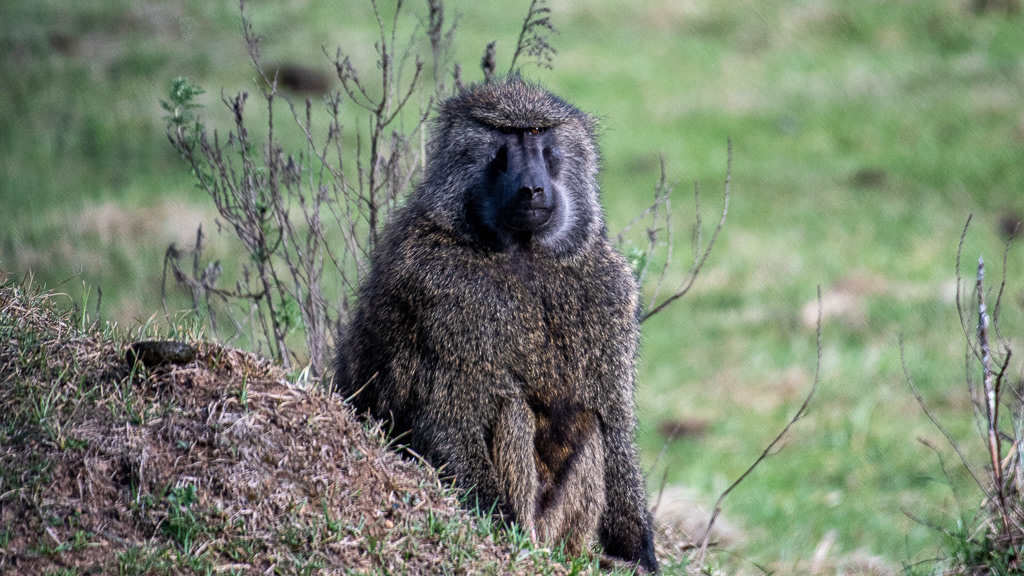 Philippe Jeanty - Ethiopia, Olive baboons