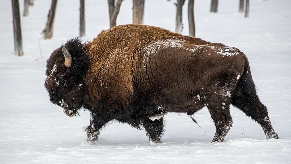 Philippe Jeanty - Yellowstone, Bisons running