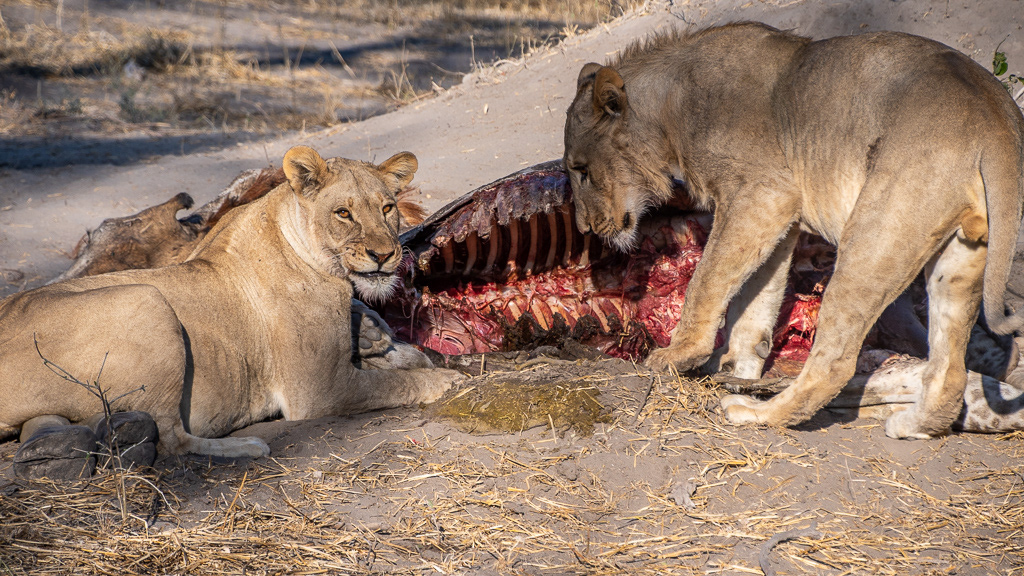 lion eating giraffe