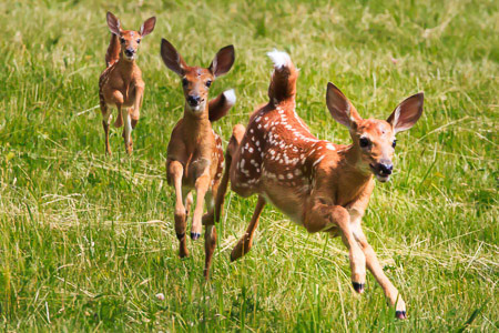 Running Deer