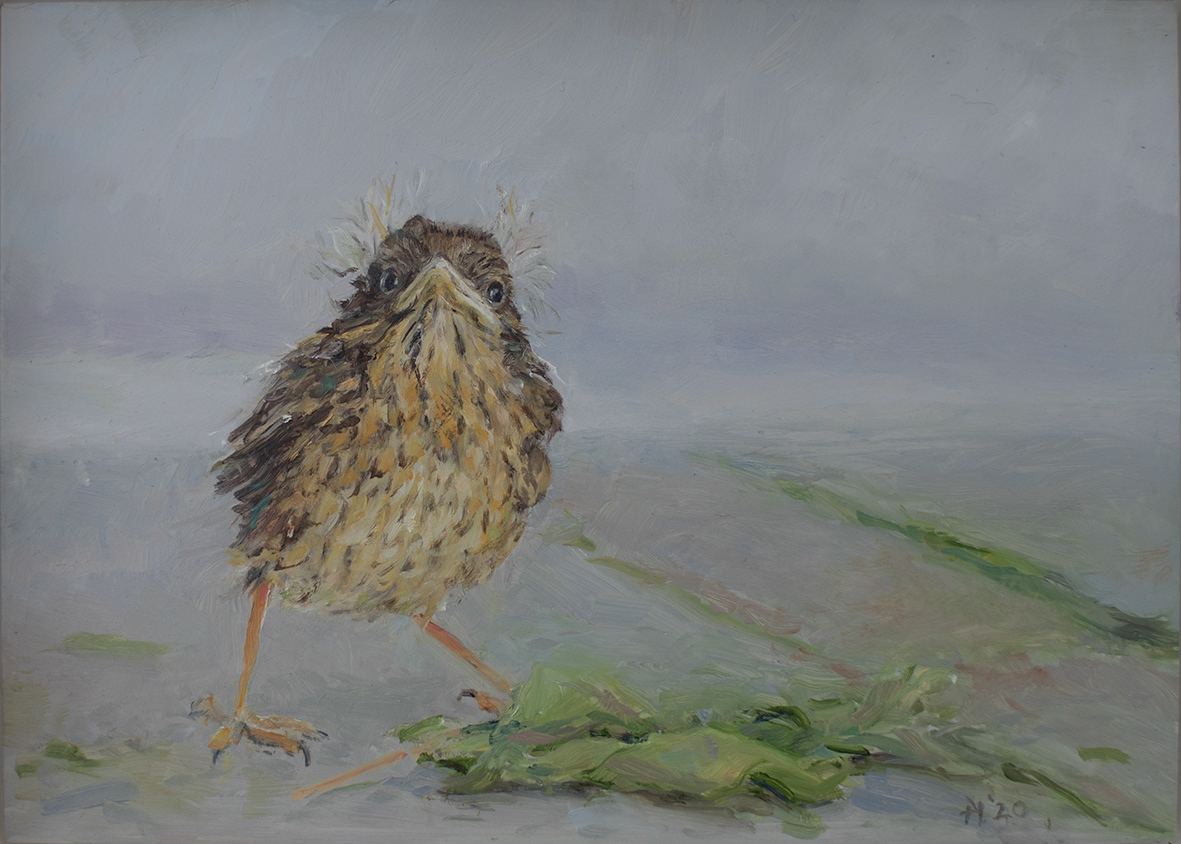 Young robin (18x13 cm € 800,-)