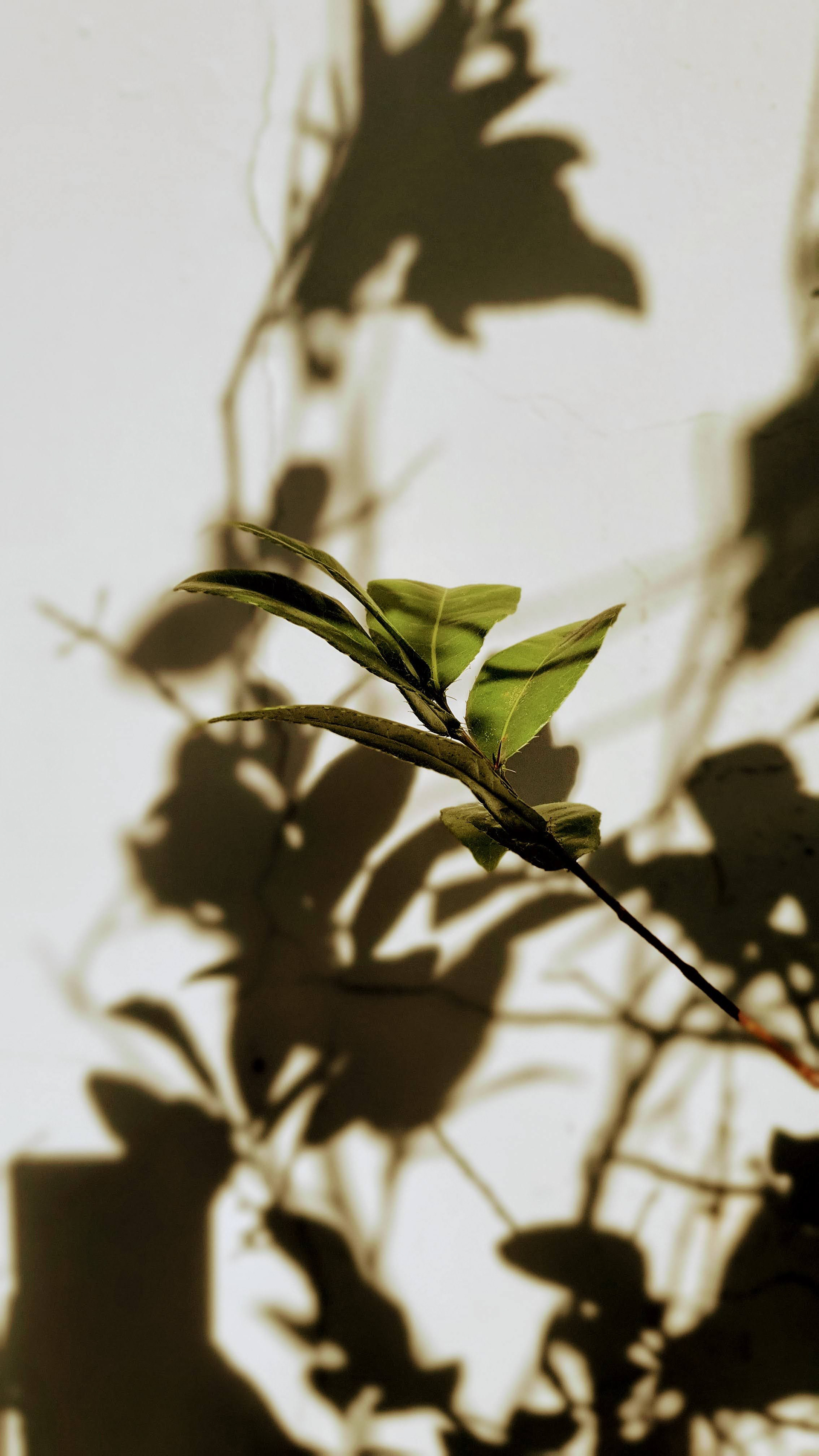 playing with shadow