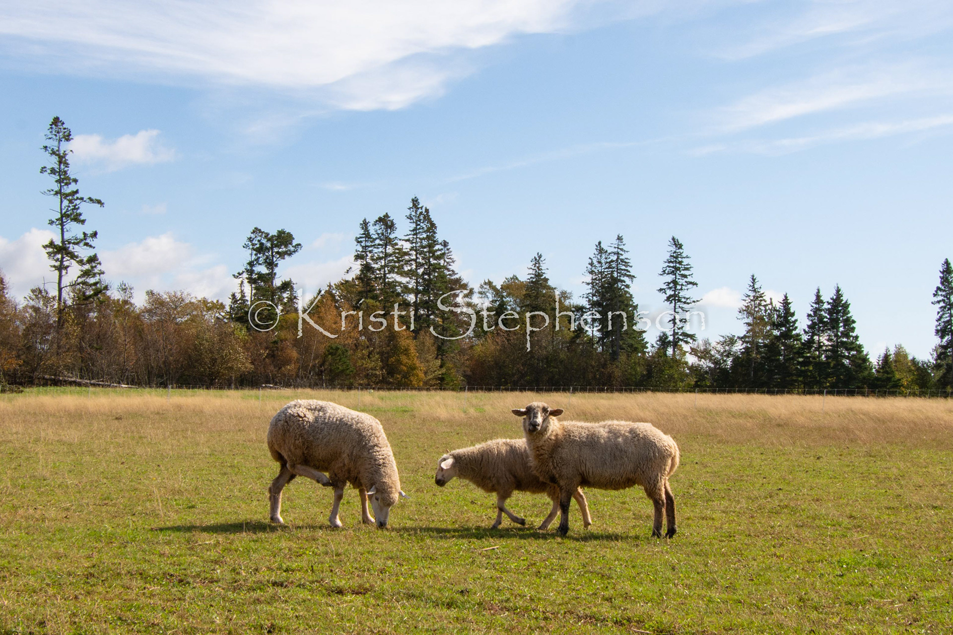 Inquisitive Sheep 2