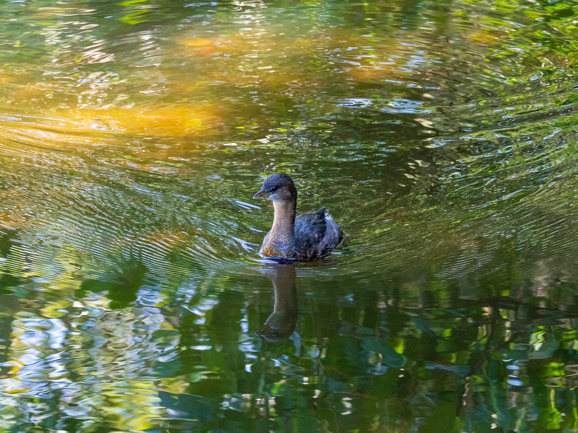 Painting like Monet