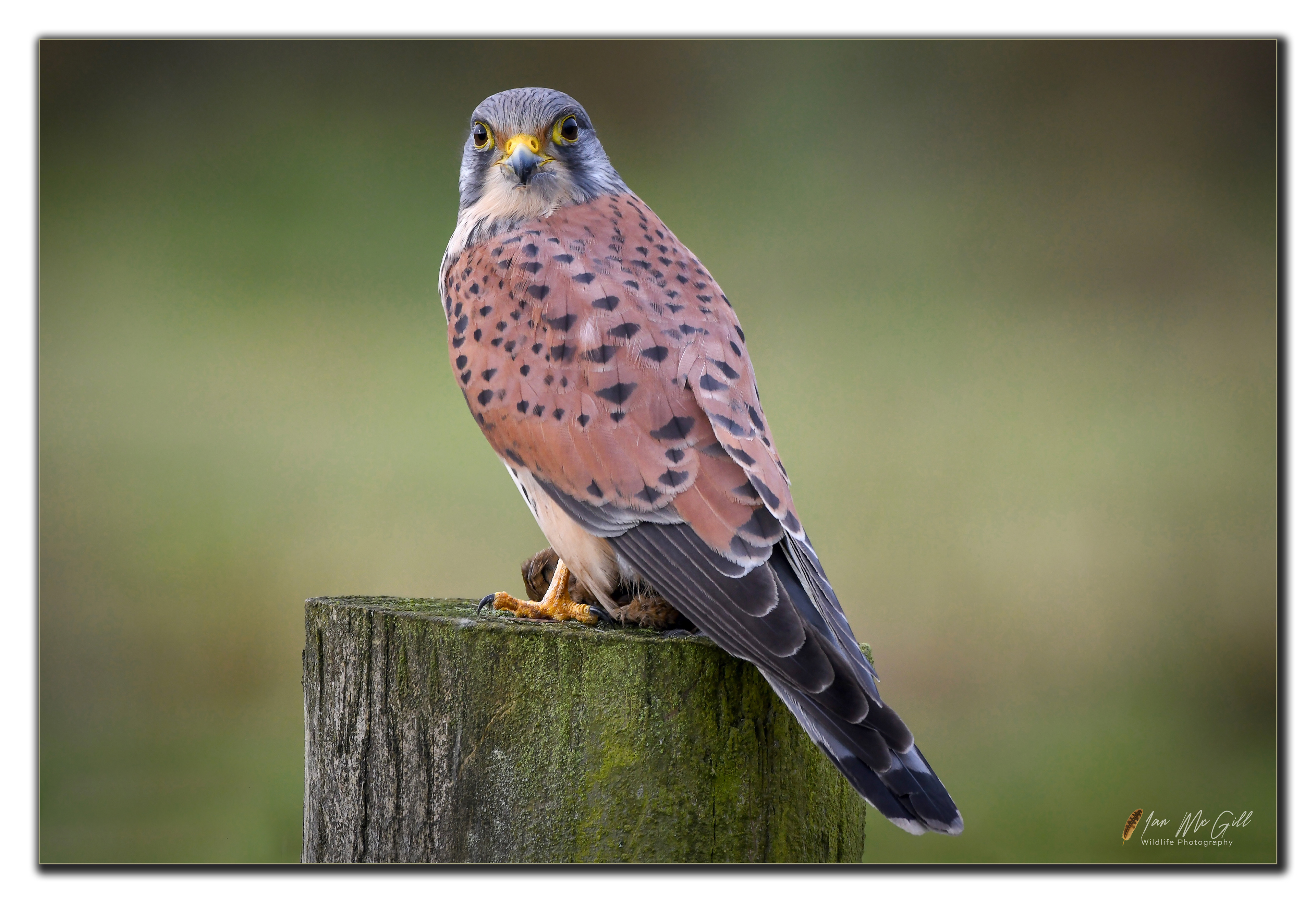 Eurasian Kestrel