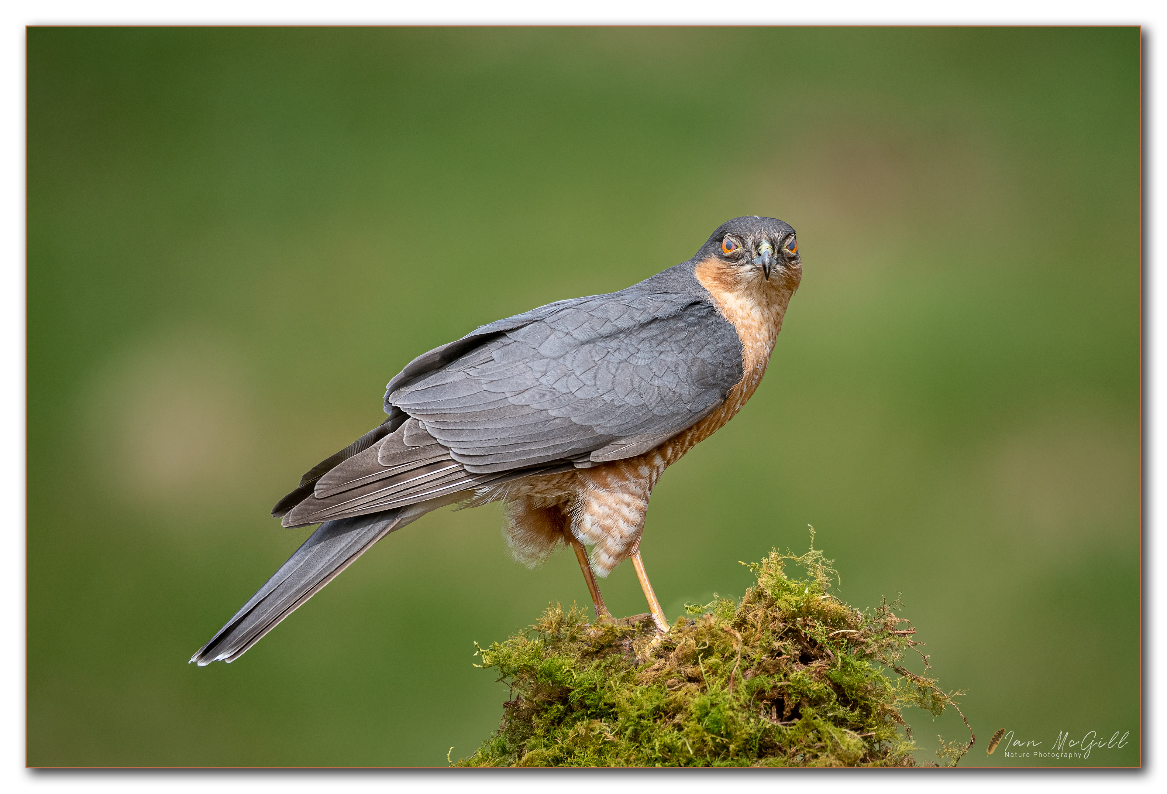 Eurasian Sparrowhawk